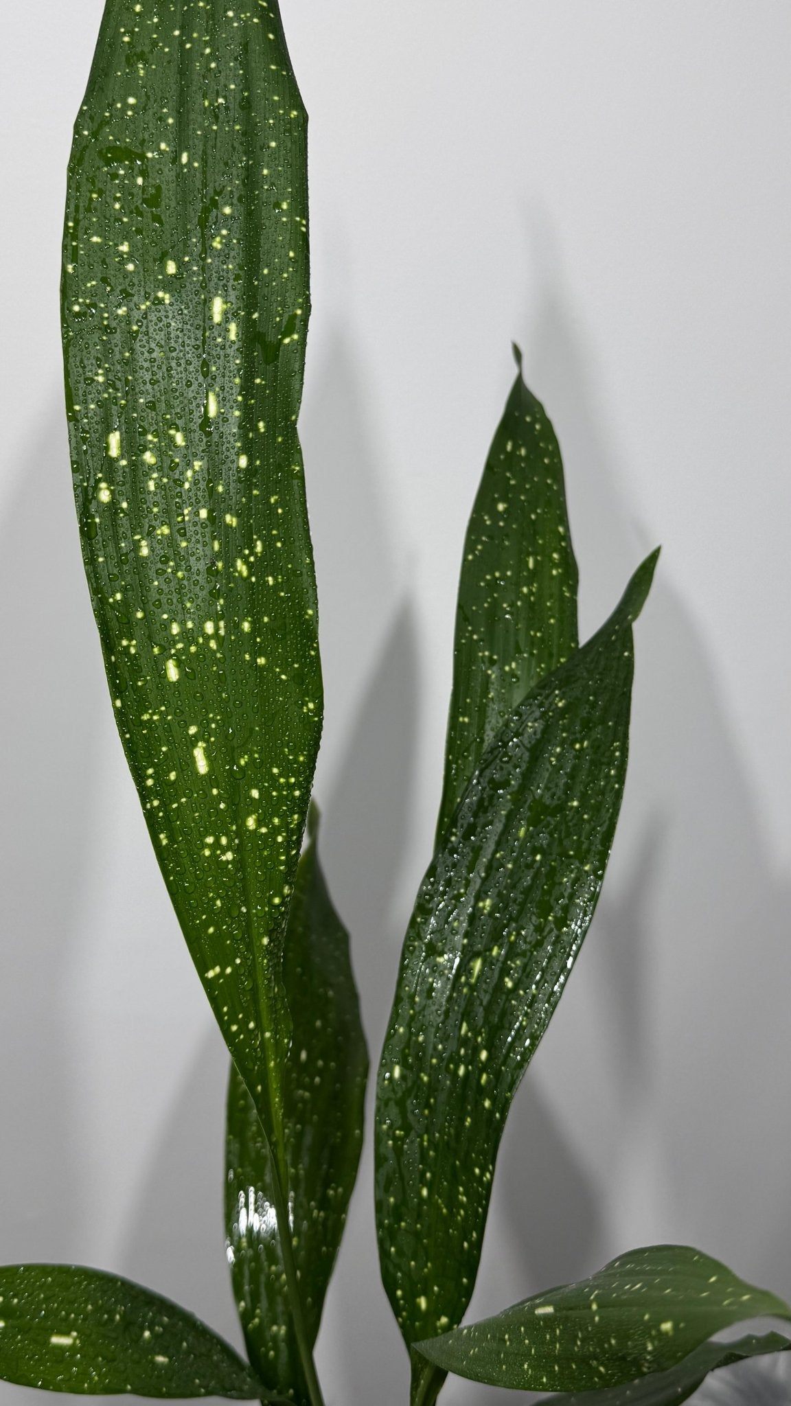 Aspidistra elatior Milky Way Mājas svētība - www.augi-plants.lv