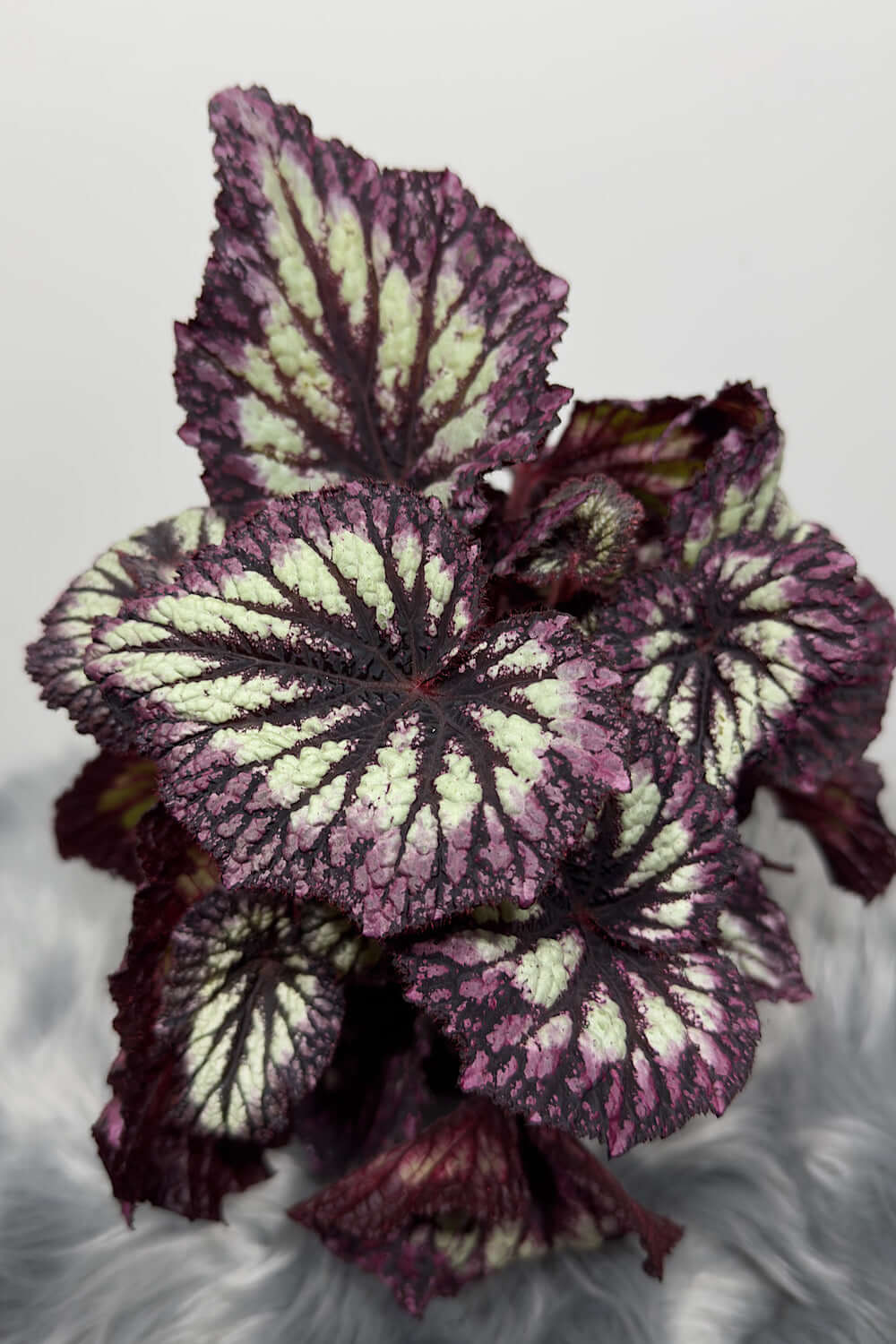 Begonia Fireworks - www.augi-plants.lv