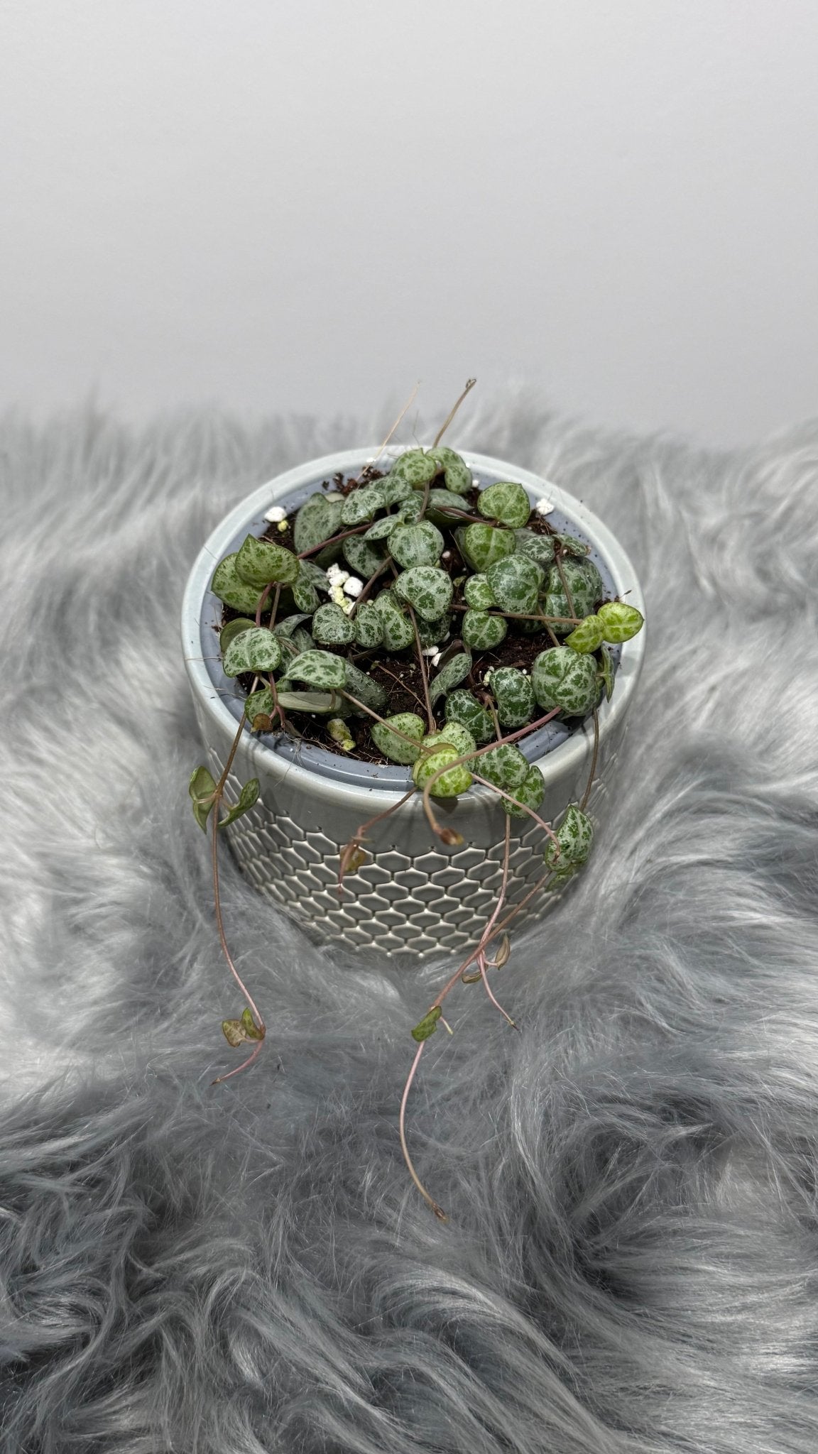 Ceropegia woodii - www.augi-plants.lv