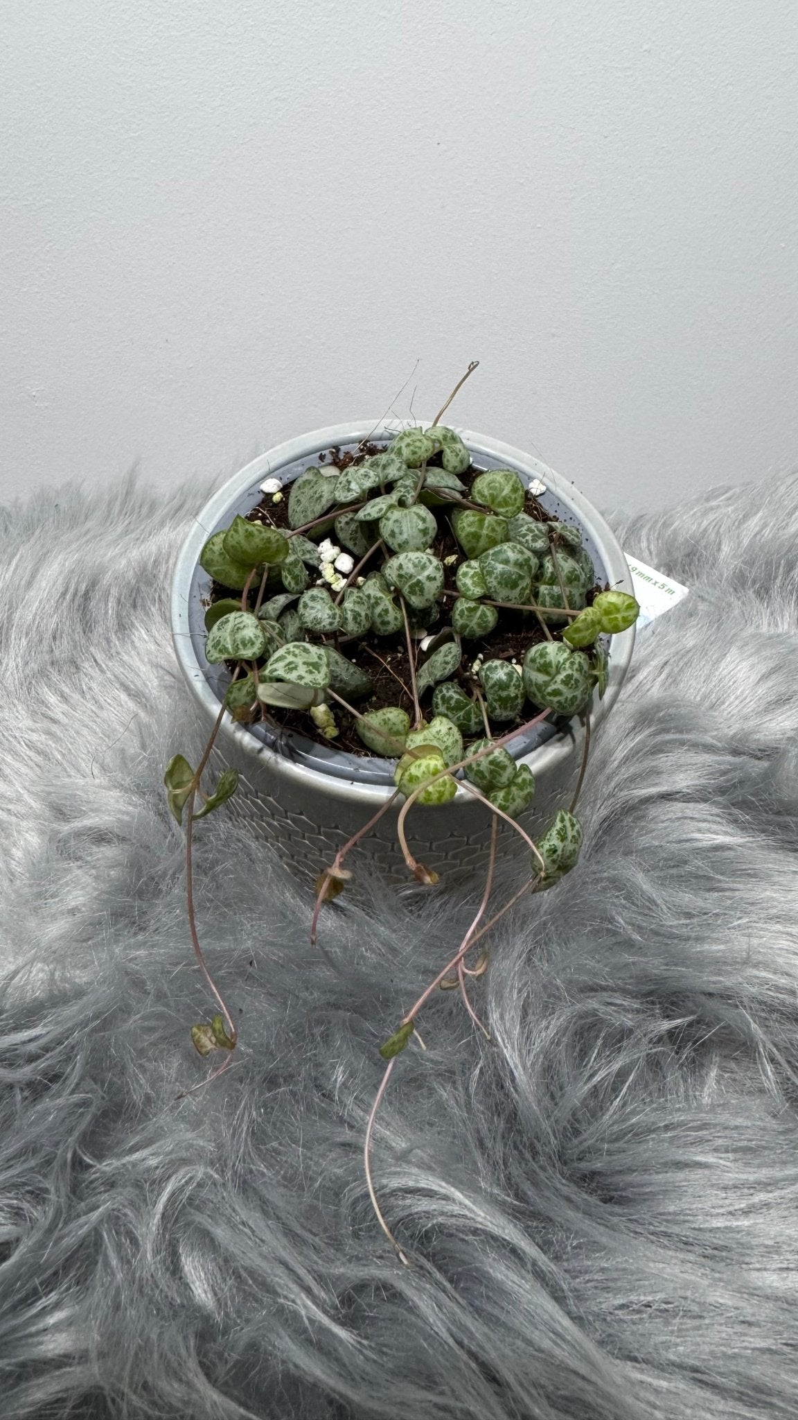 Ceropegia woodii - www.augi-plants.lv