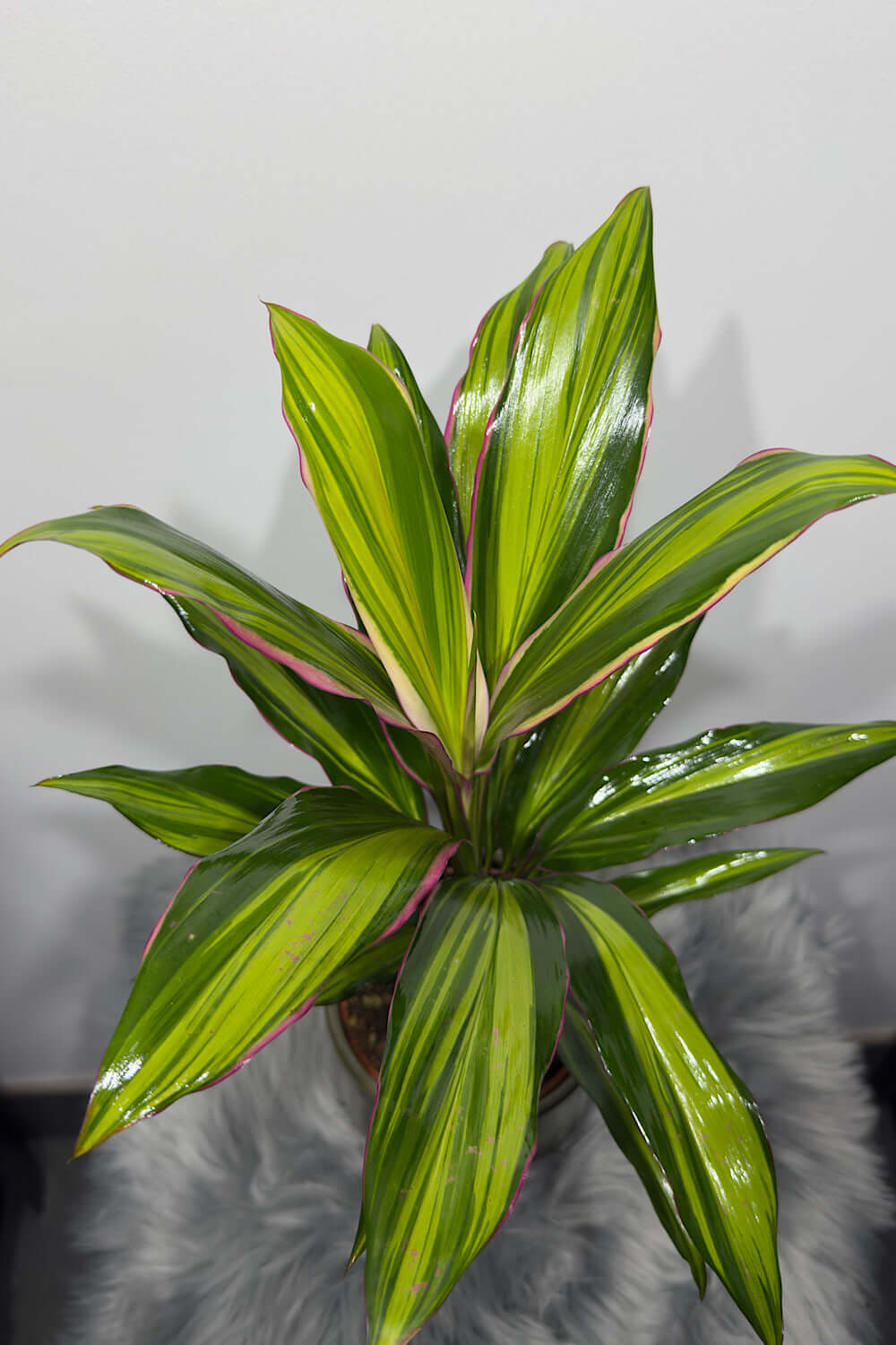 Cordyline 2 - www.augi-plants.lv