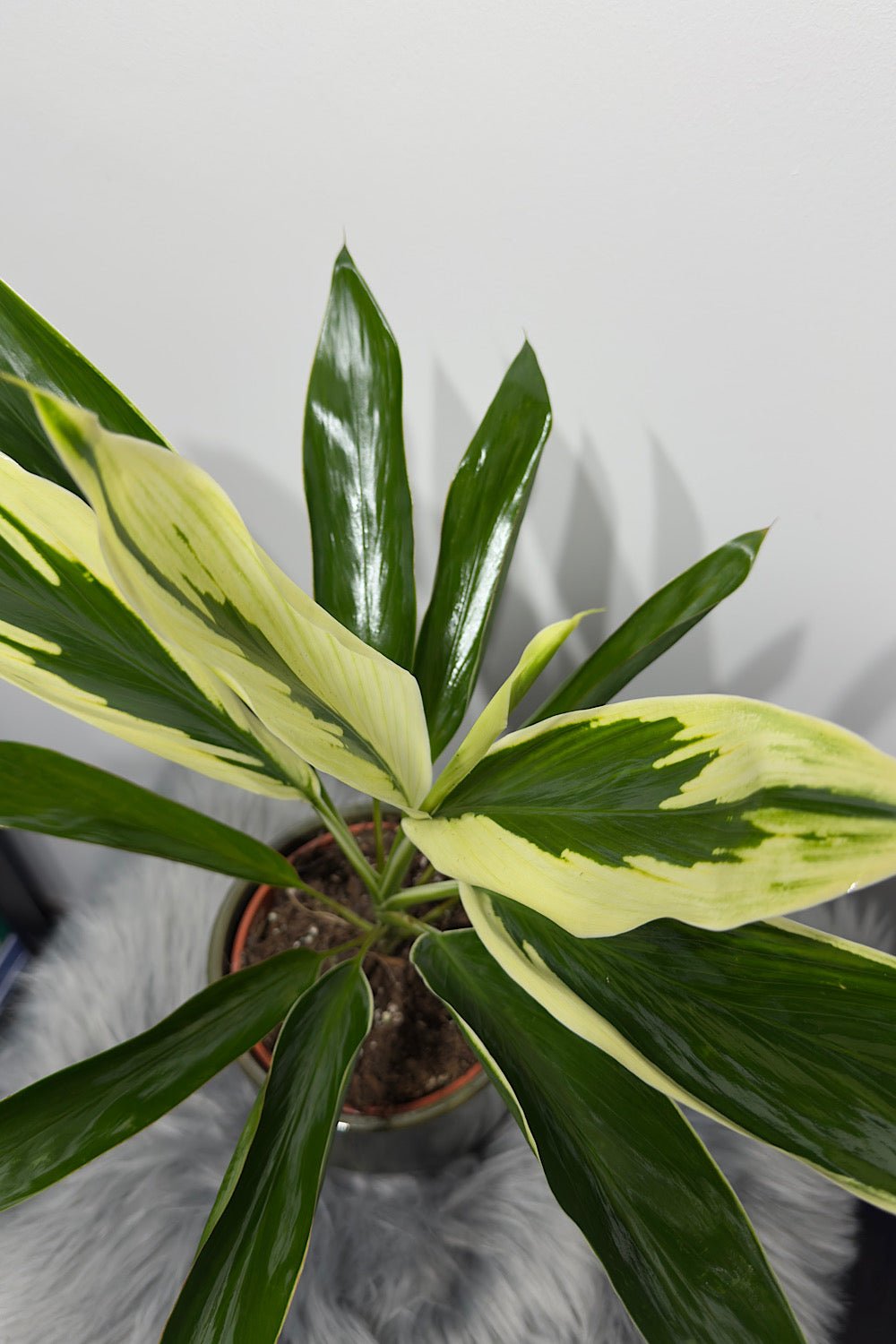 Cordyline 3 - www.augi-plants.lv