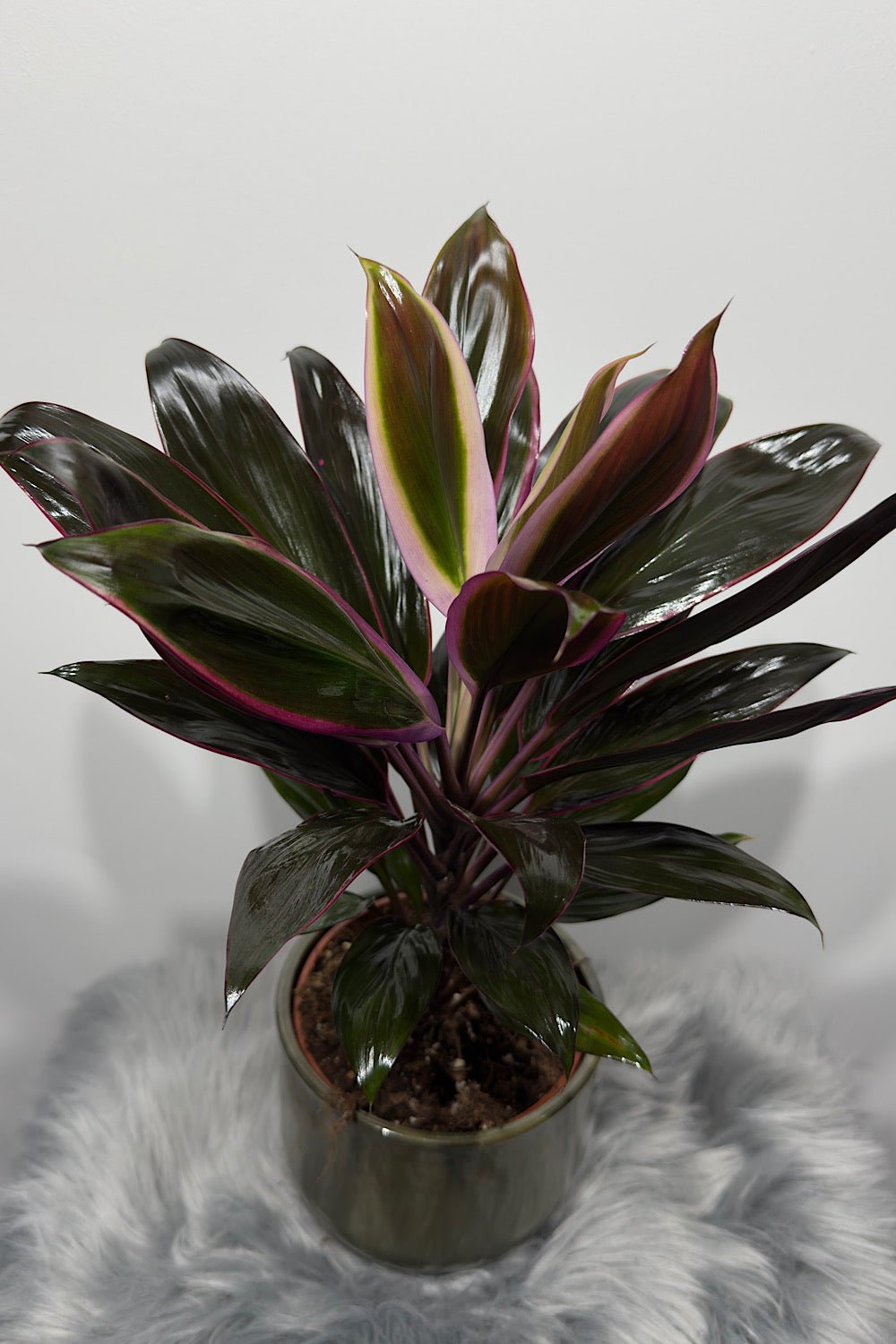 Cordyline 4 - www.augi-plants.lv