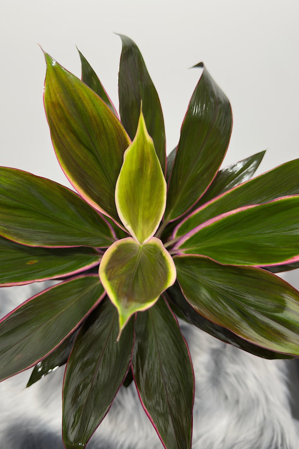 Cordyline 5 - www.augi-plants.lv