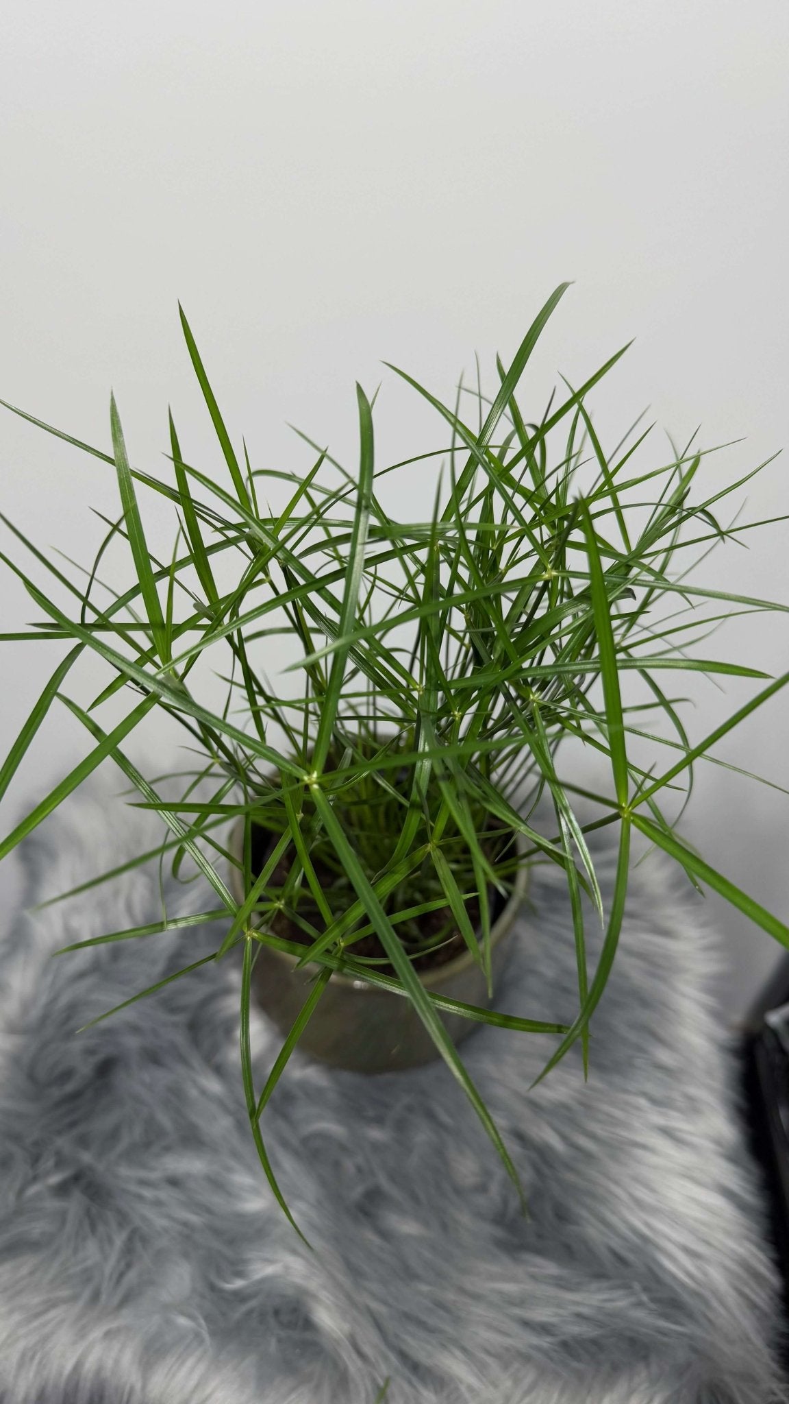 Cyperus Jela - www.augi-plants.lv