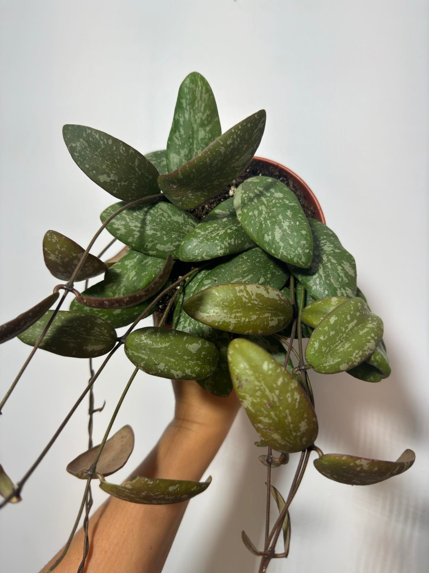 Hoya Sigillatis - www.augi-plants.lv
