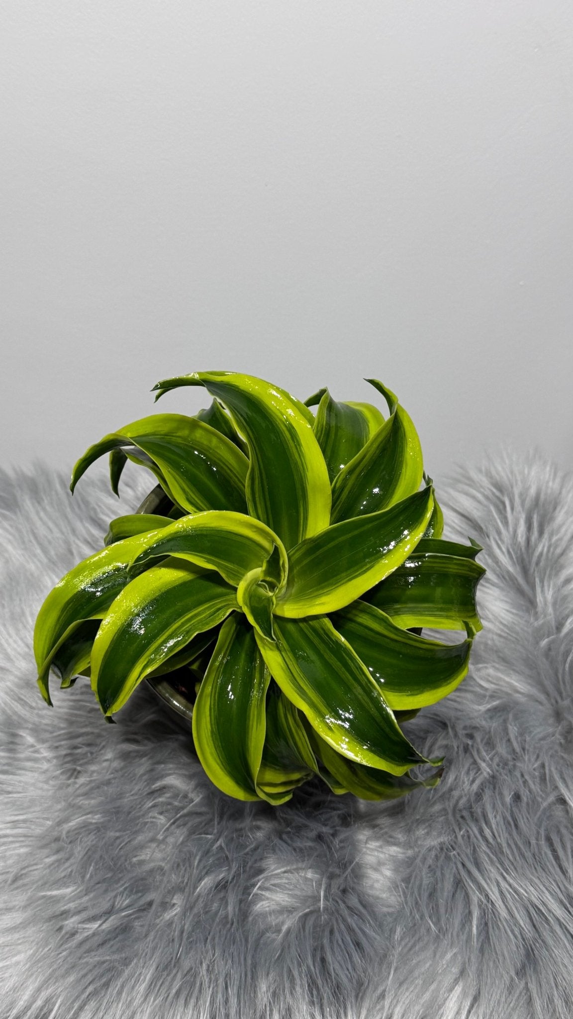 Dracaena Tornado - www.augi-plants.lv