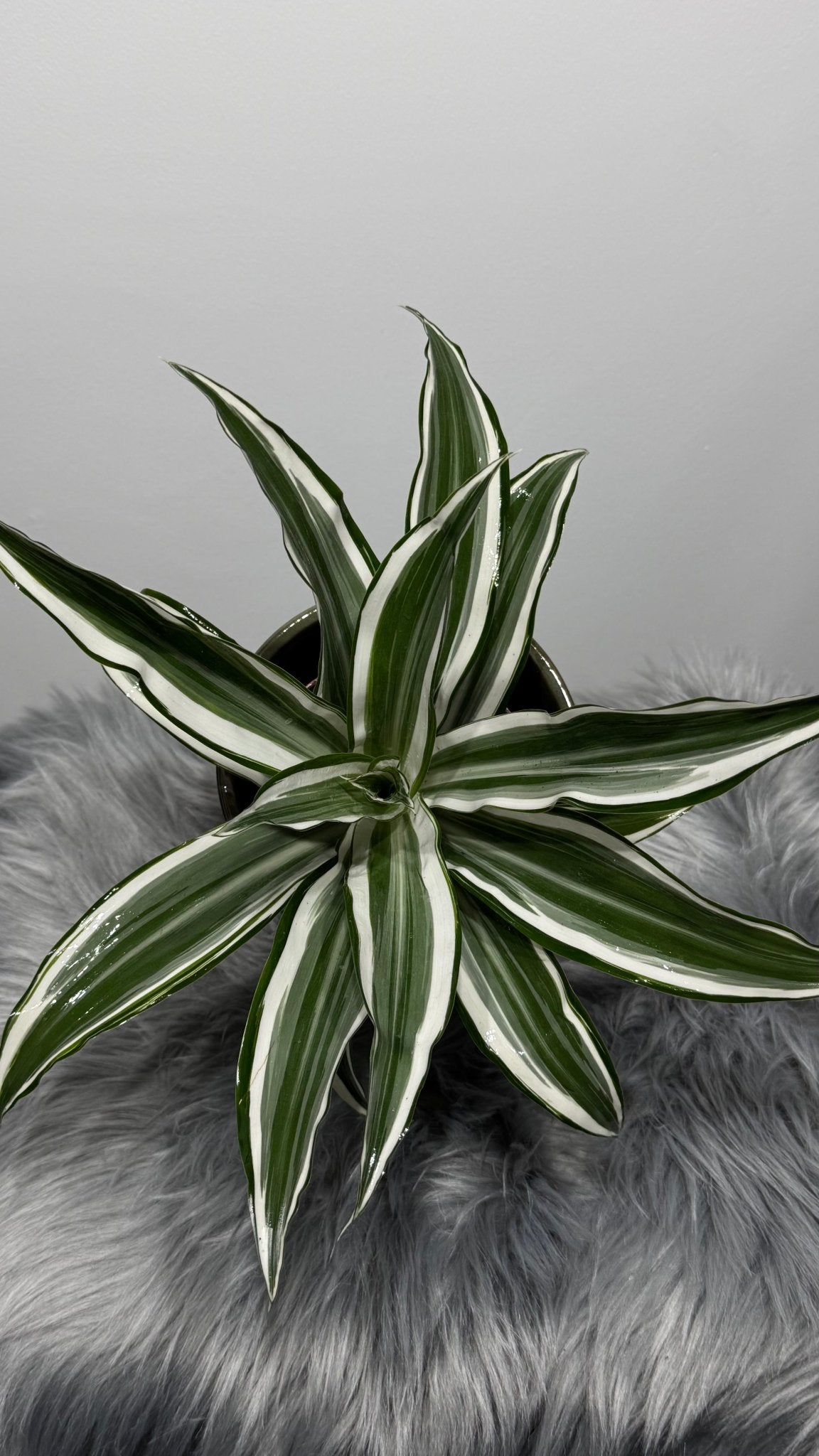 Dracaena White Jewel - www.augi-plants.lv