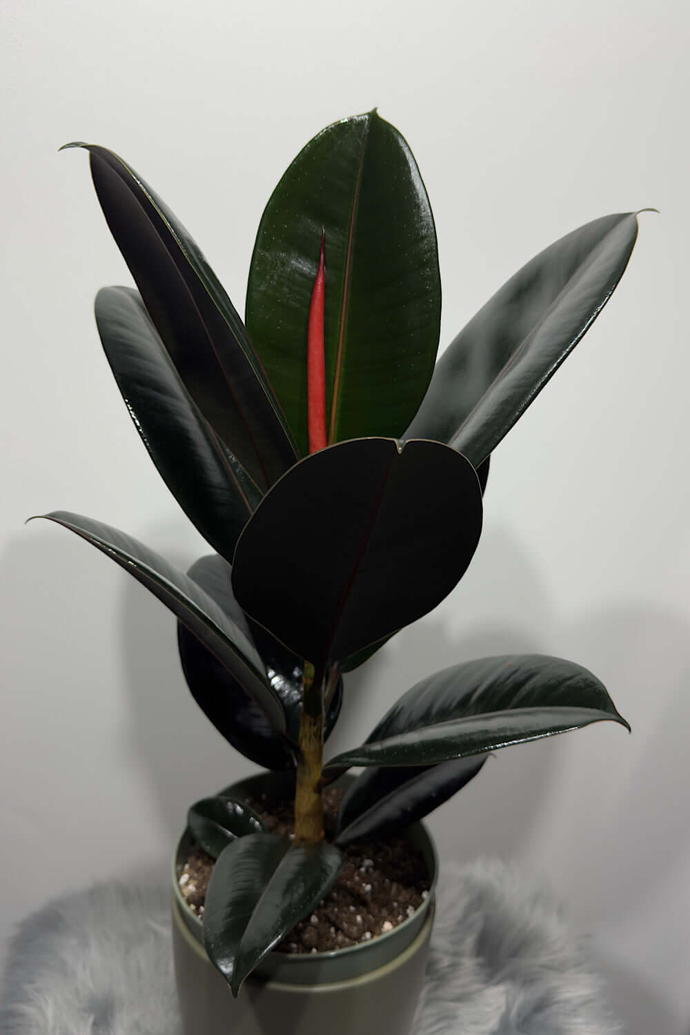Ficus elastica Abidjan - www.augi-plants.lv