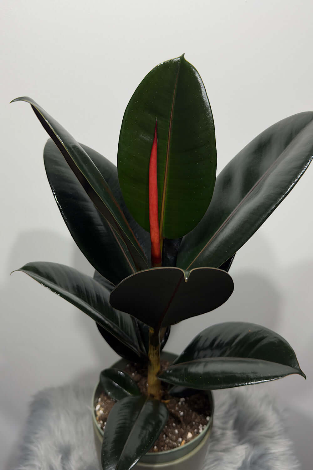 Ficus elastica Abidjan - www.augi-plants.lv