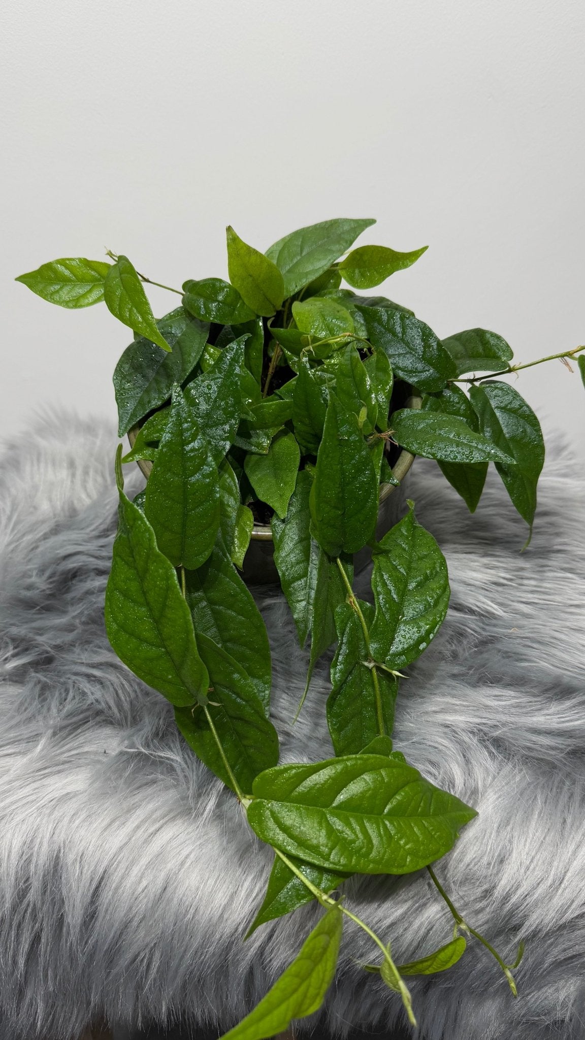 Ficus Sagittata Radicans Green - www.augi-plants.lv
