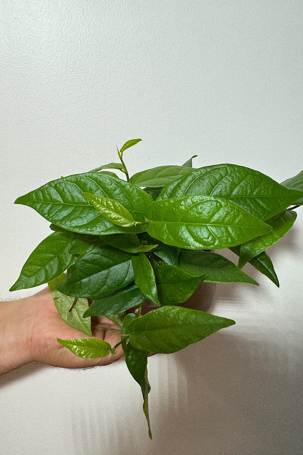 Ficus Sagittata Radicans Green - www.augi-plants.lv