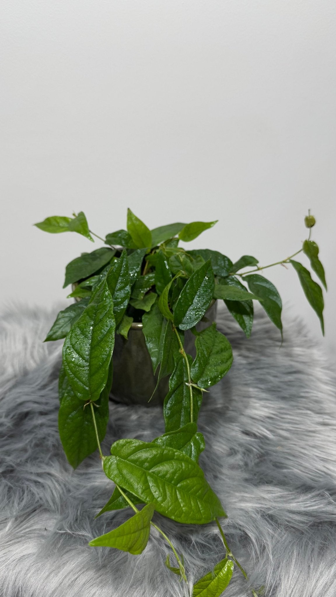 Ficus Sagittata Radicans Green - www.augi-plants.lv