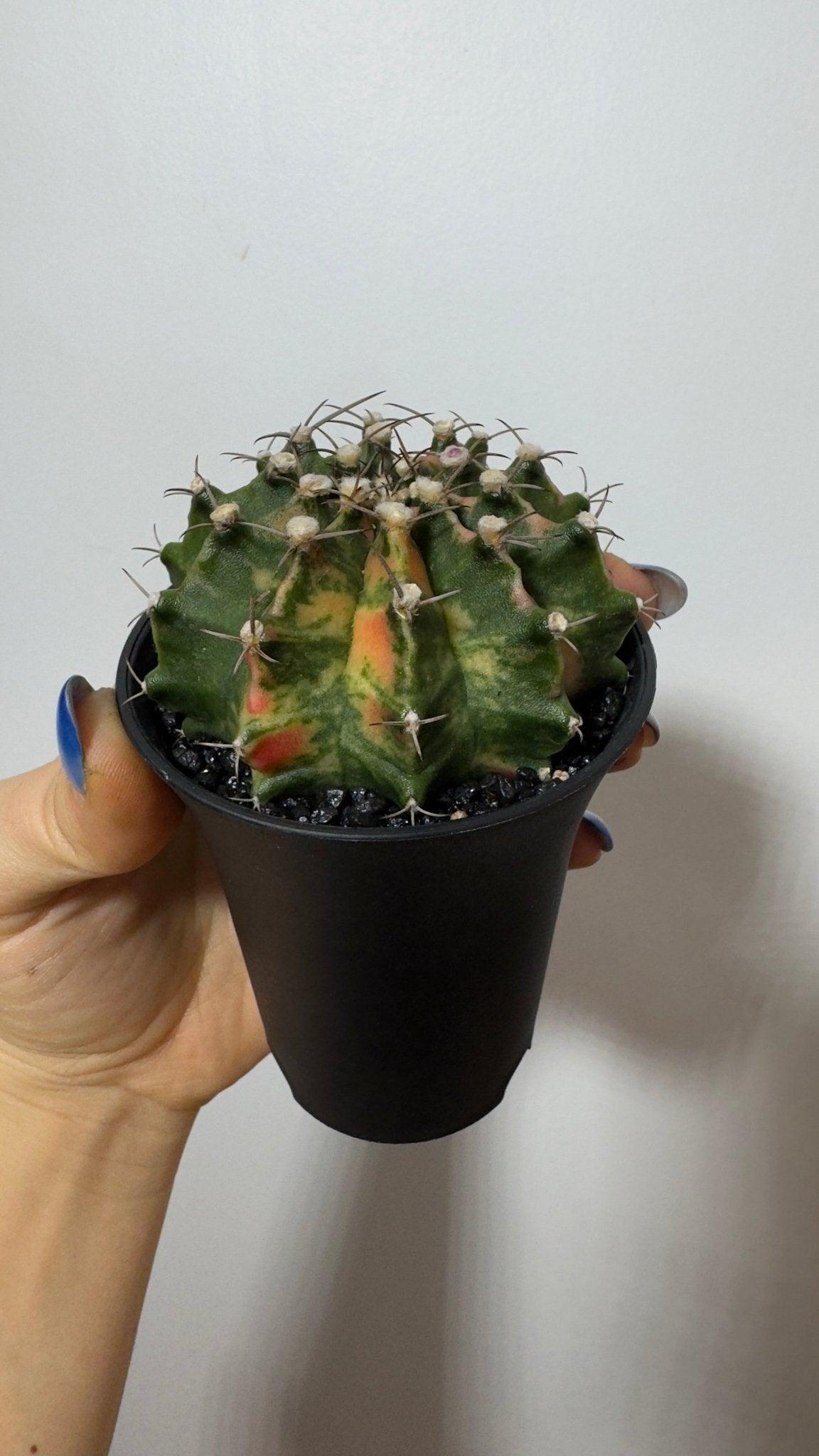 Gymnocalycium mihanovichii variegata - www.augi-plants.lv