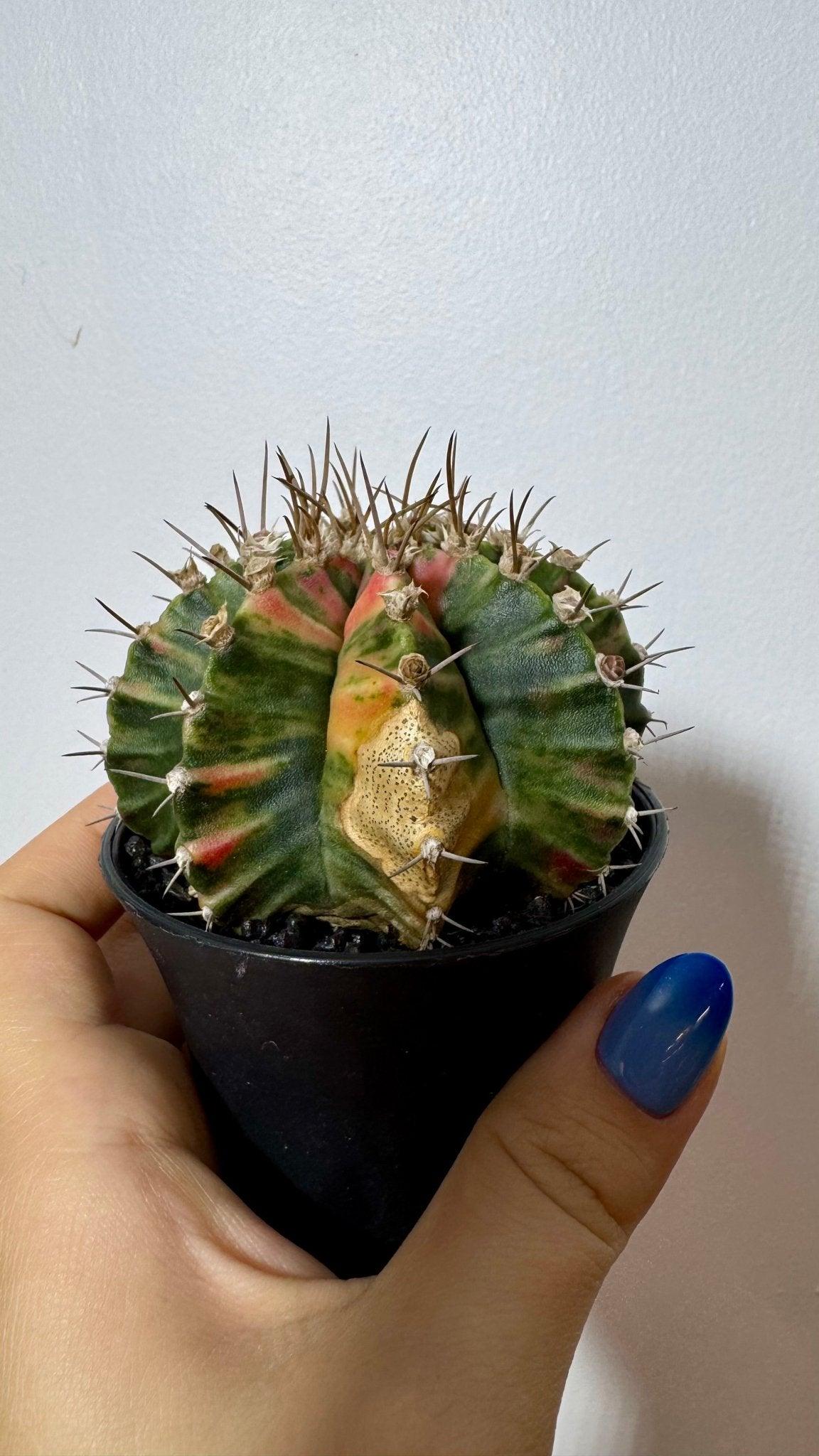 Gymnocalycium mihanovichii variegata - www.augi-plants.lv