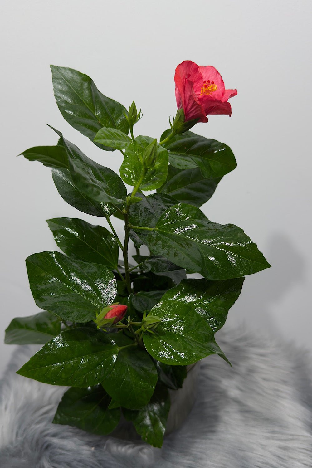 Hibiscus Sunny Vanetie - www.augi-plants.lv