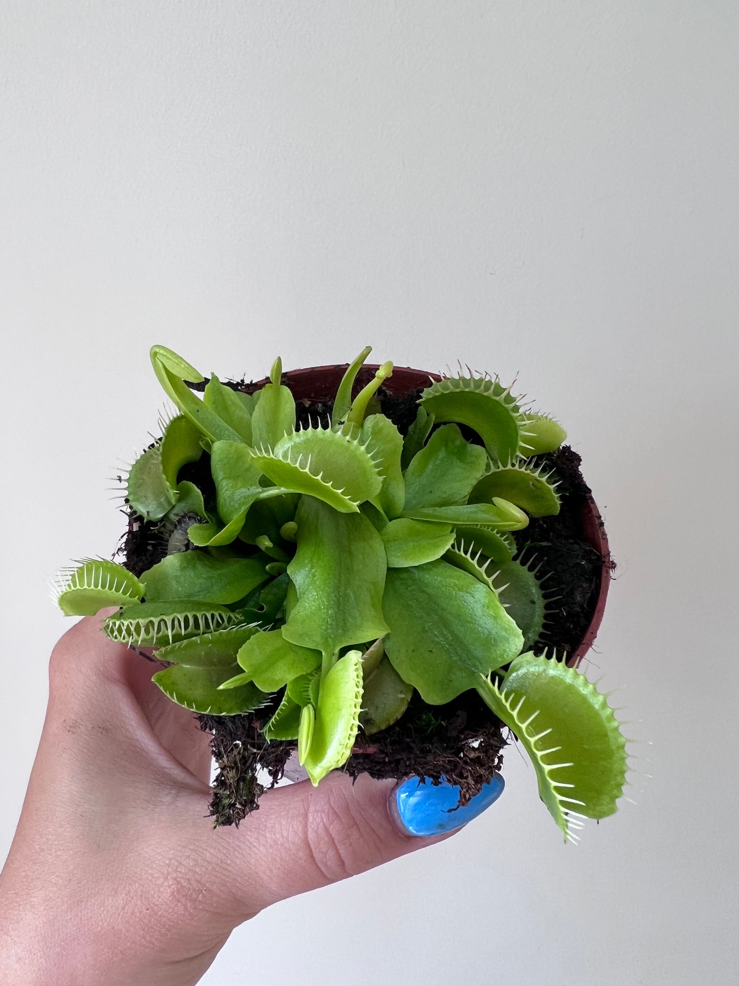 Mušķērājs Dionaea Muscipula