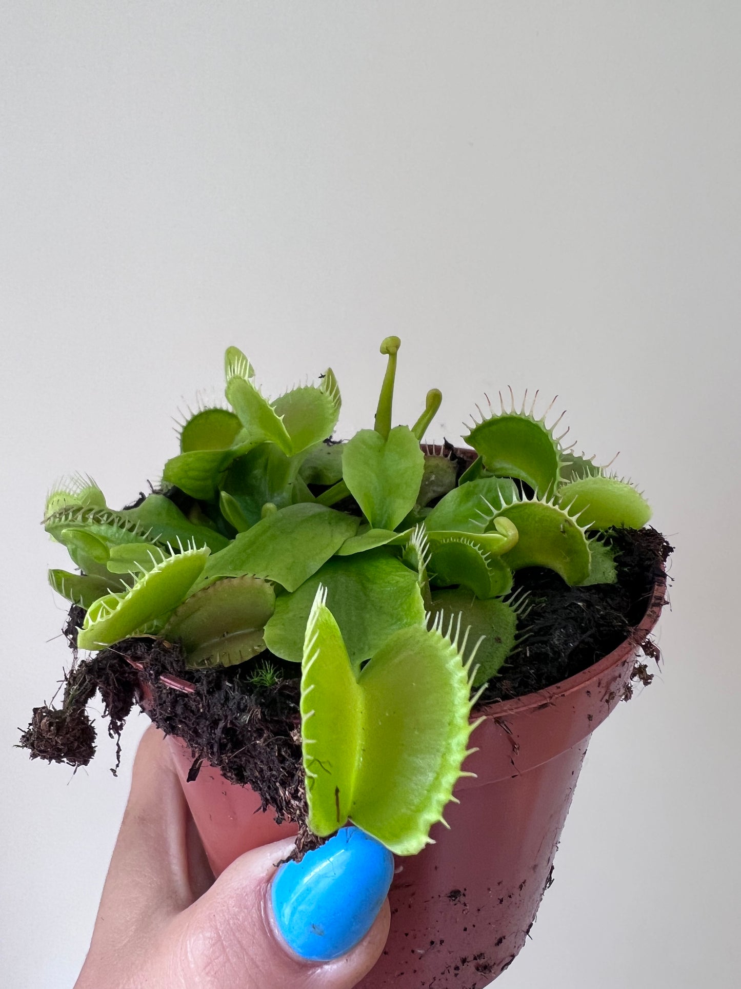 Mušķērājs Dionaea Muscipula