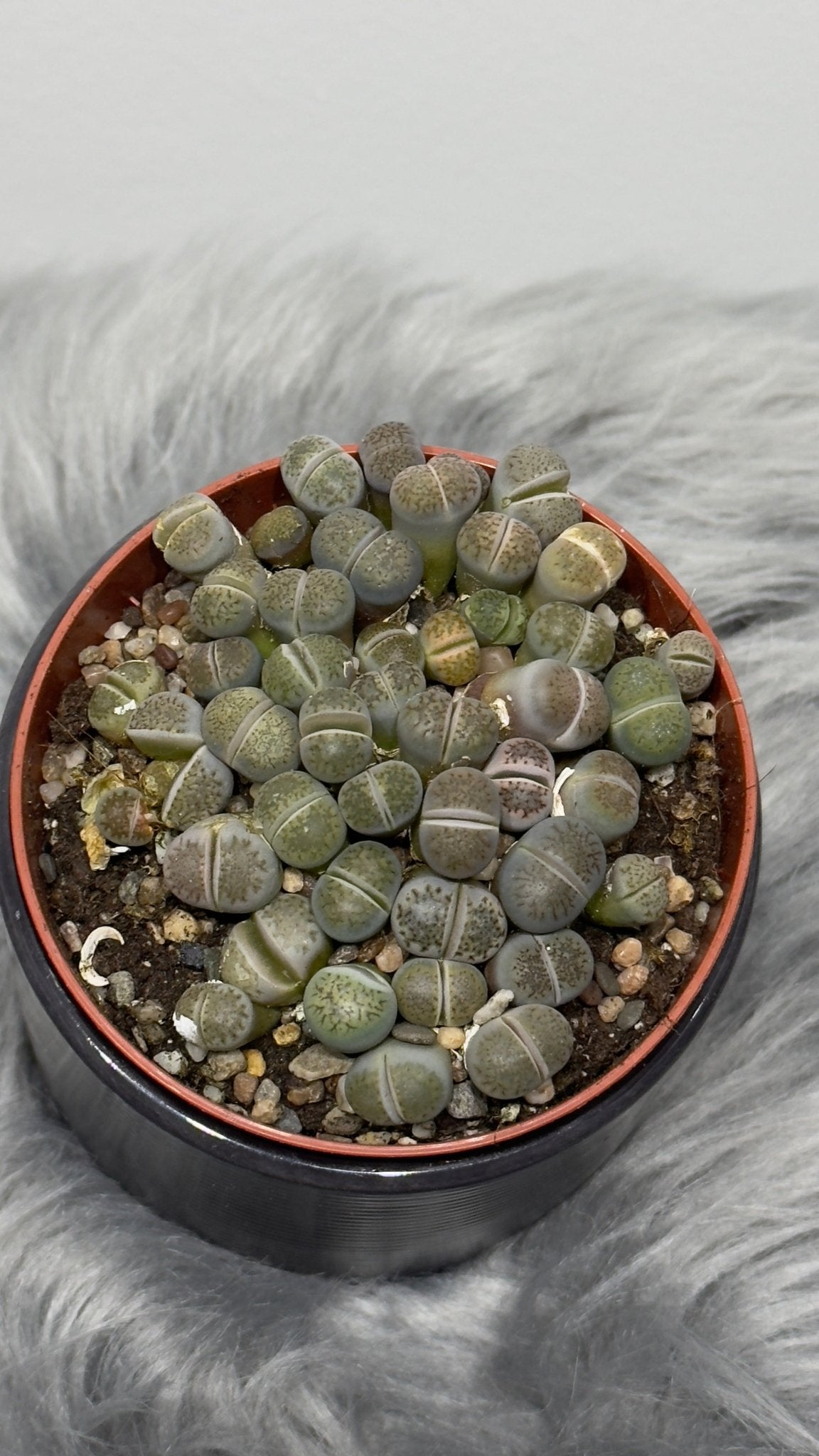 Lithops 6 - www.augi-plants.lv