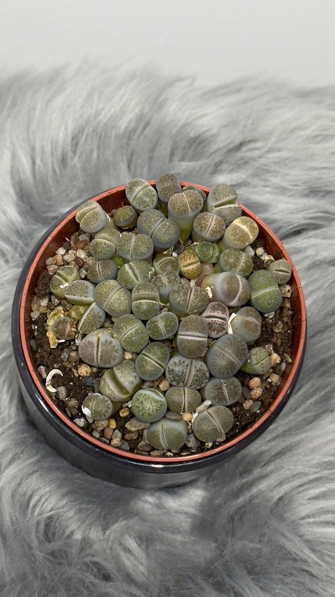 Lithops 6 - www.augi-plants.lv