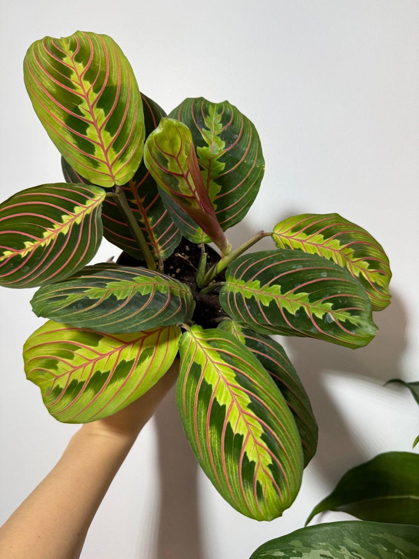 Maranta Red Stripe - www.augi-plants.lv