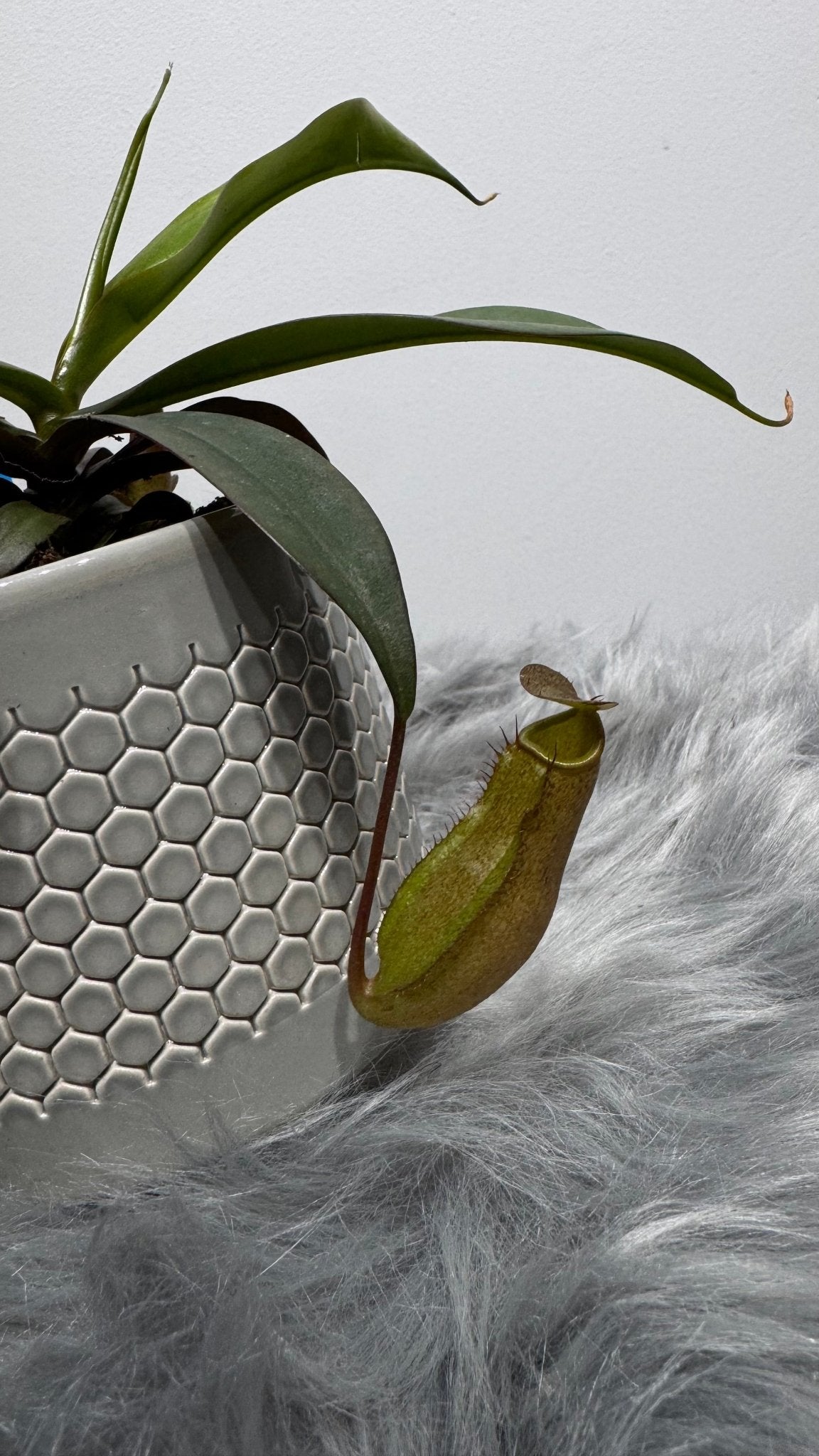 Mušķērājs Nepenthes - www.augi-plants.lv