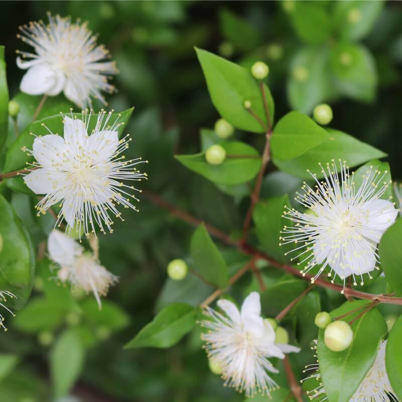 Myrtus Communis Mirte - www.augi-plants.lv