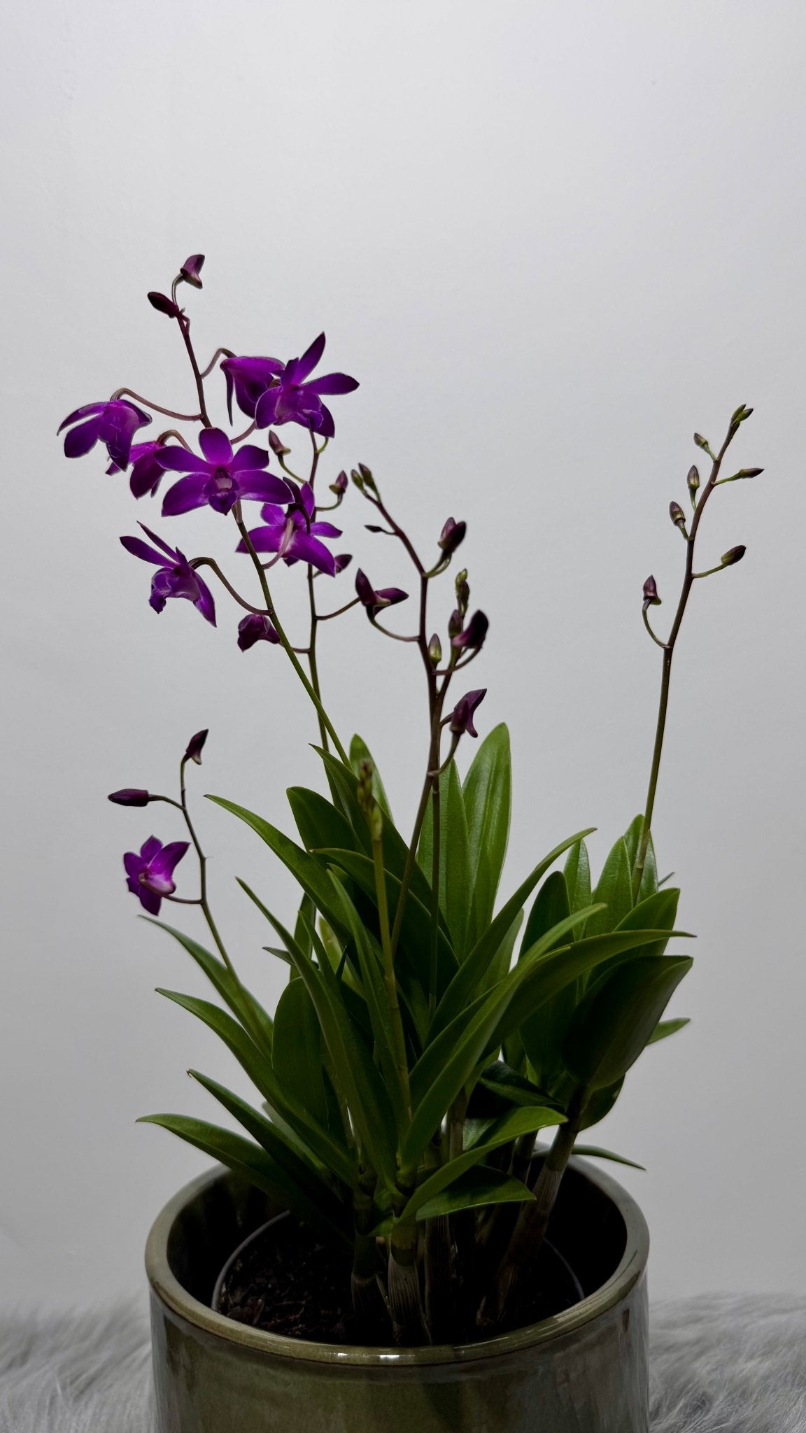Orhideja Dendrobium Berry Oda SMARŽO! - www.augi-plants.lv