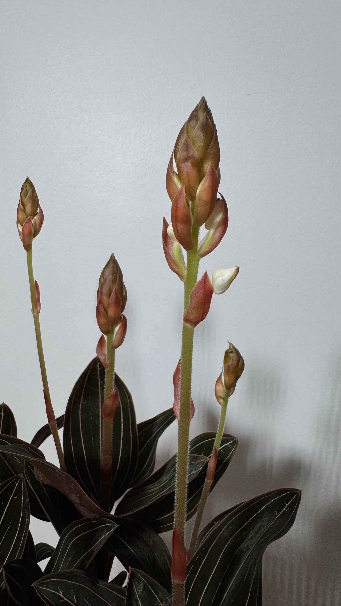 Orhideja Ludisia discolor - www.augi-plants.lv