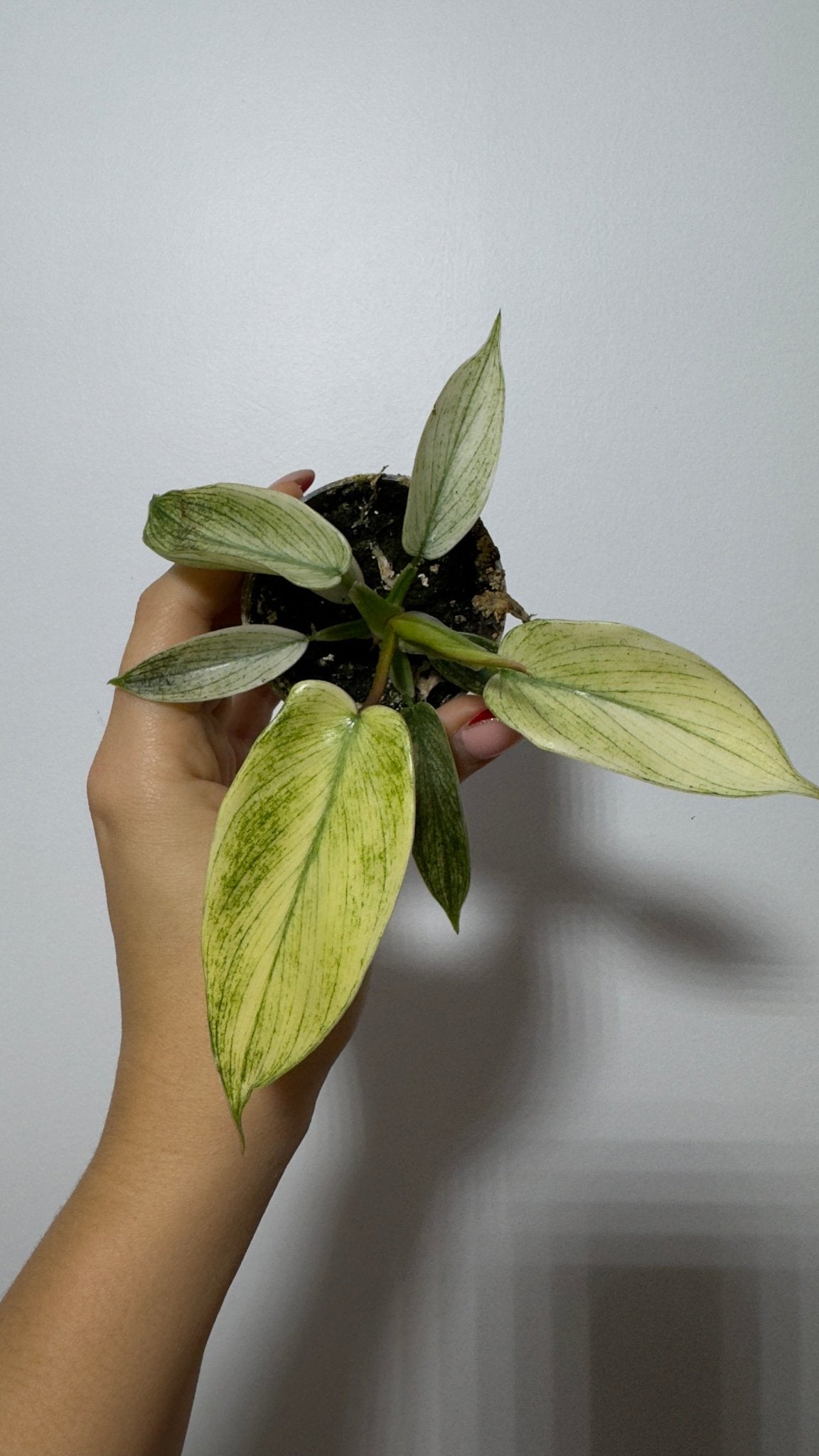 Philodendron FLORIDA GHOST - www.augi-plants.lv