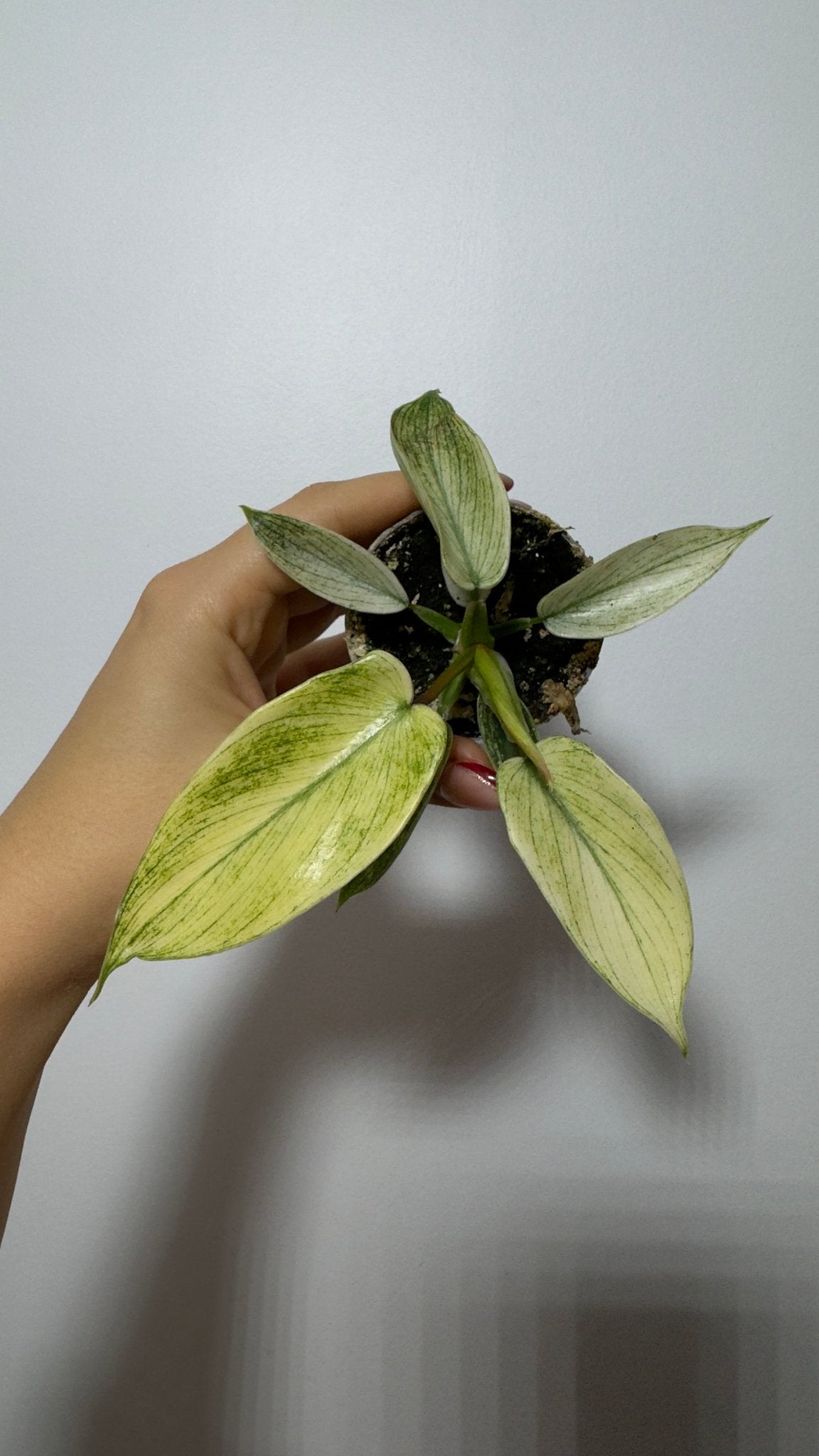 Philodendron FLORIDA GHOST - www.augi-plants.lv