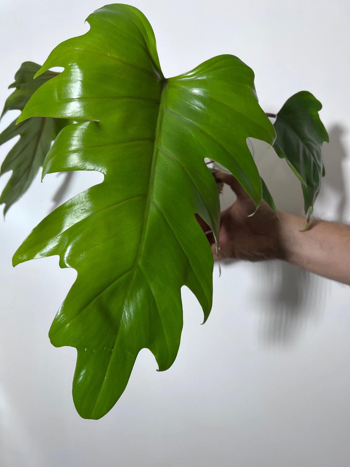 Philodendron mayoi - www.augi-plants.lv