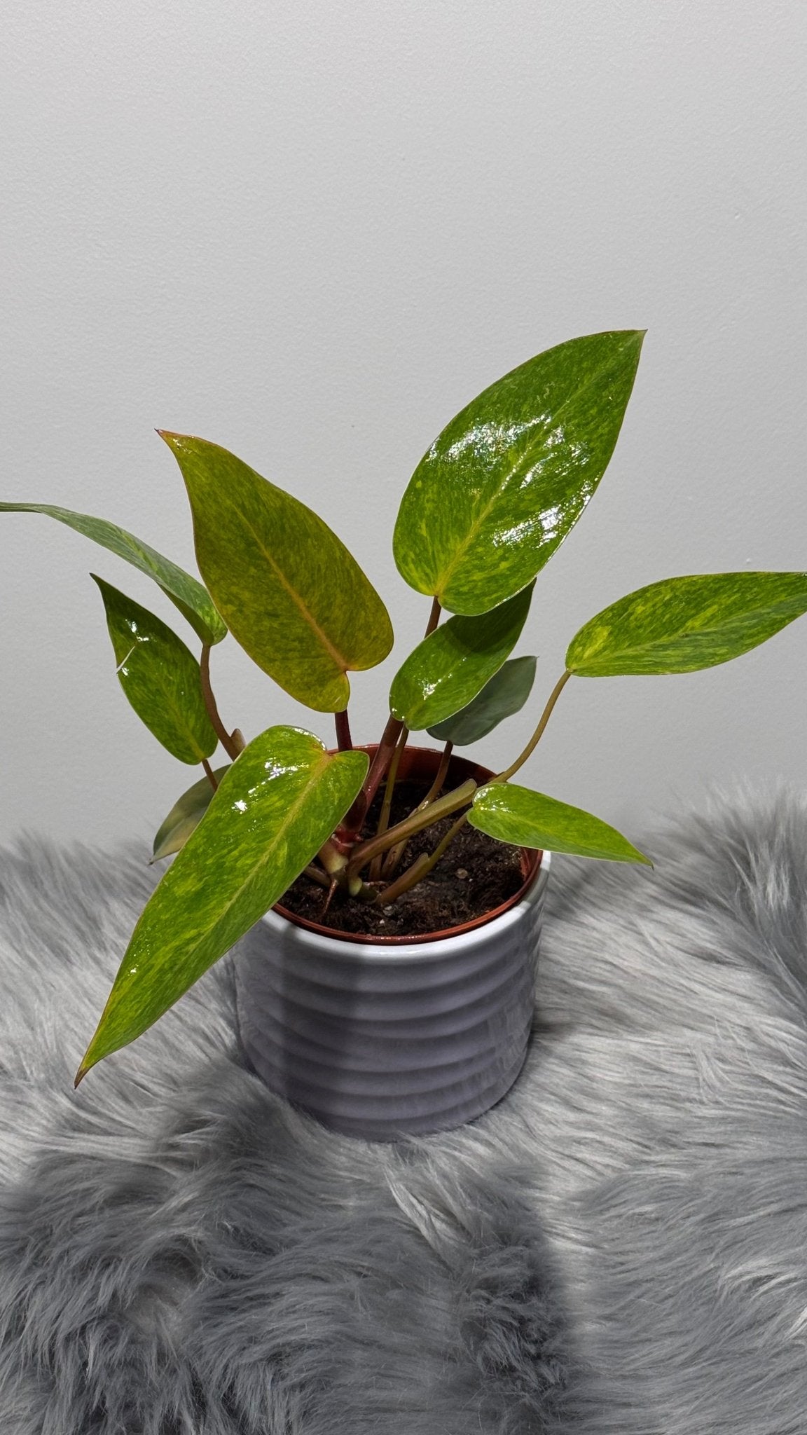 Philodendron Painted Lady - www.augi-plants.lv