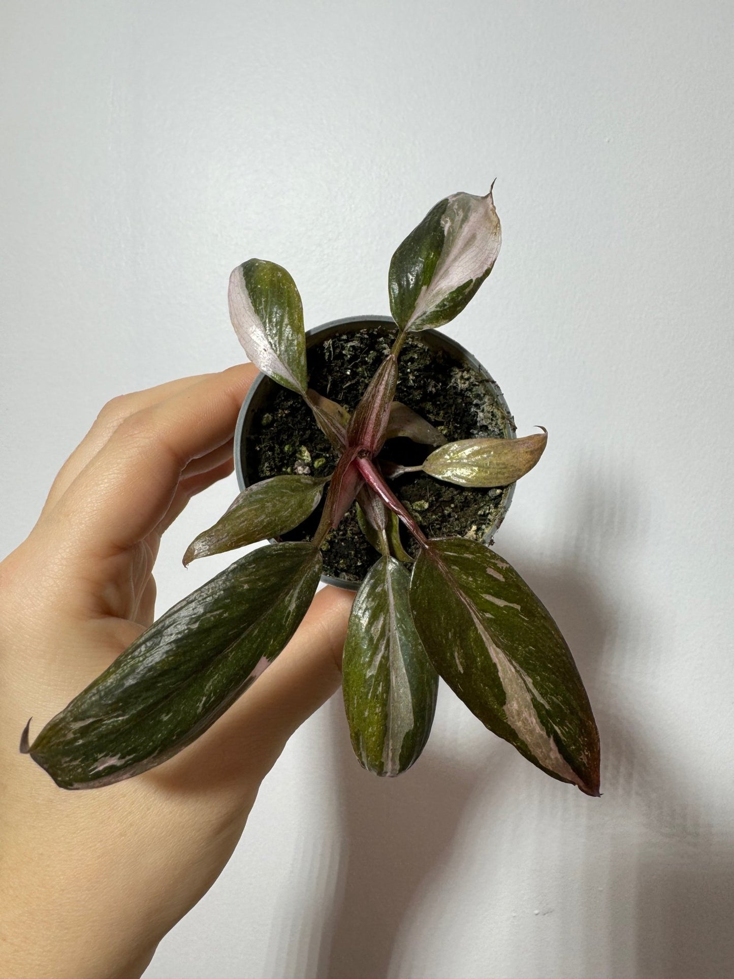Philodendron Pink Princess Marble - www.augi-plants.lv