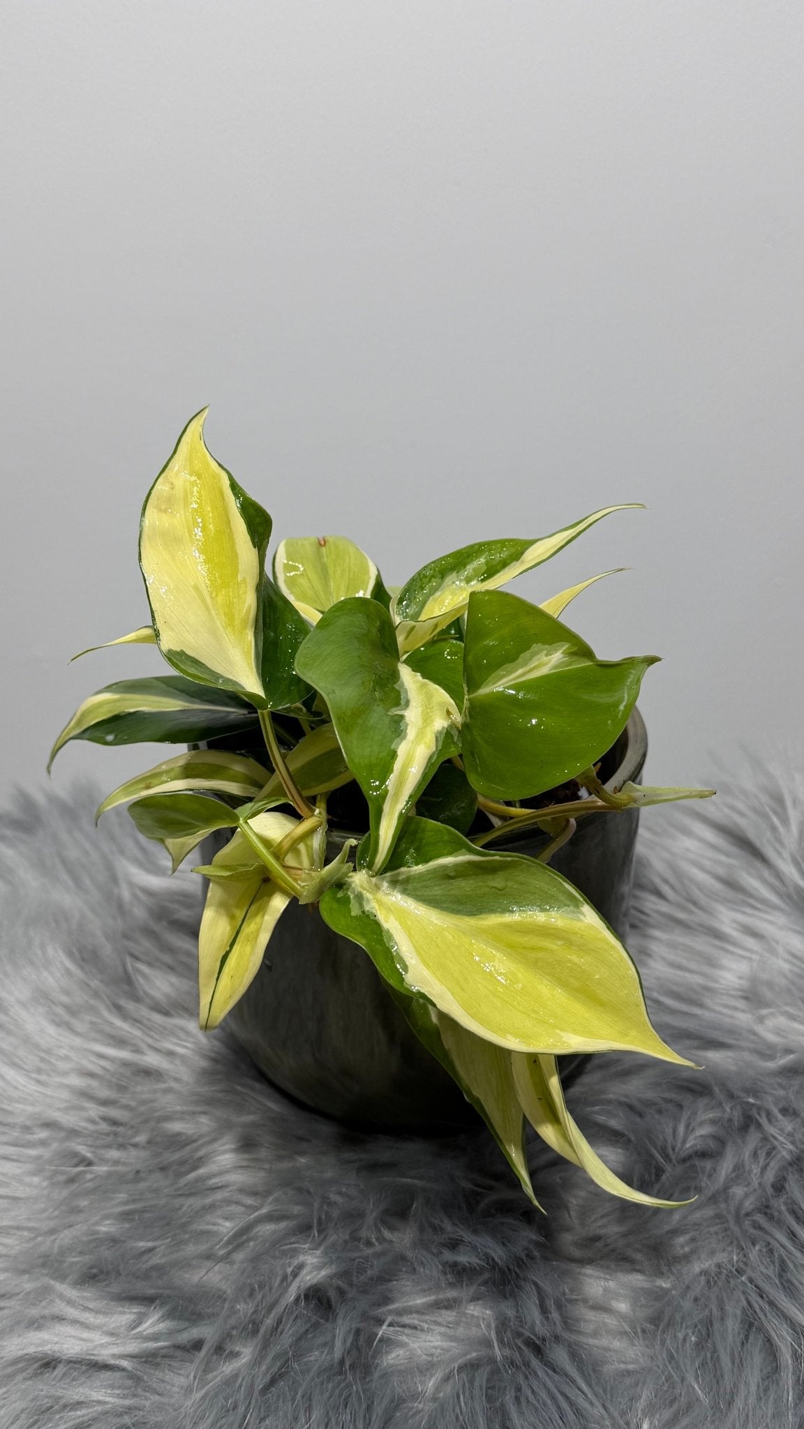 Philodendron Rio - www.augi-plants.lv