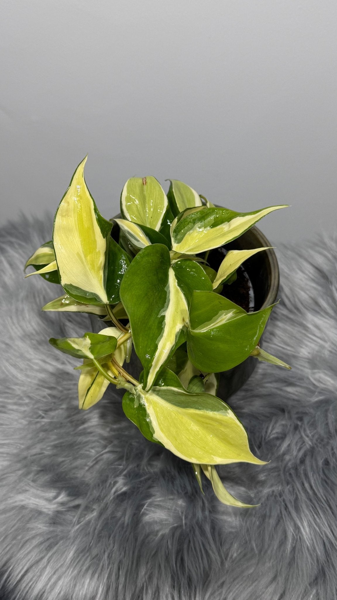 Philodendron Rio - www.augi-plants.lv