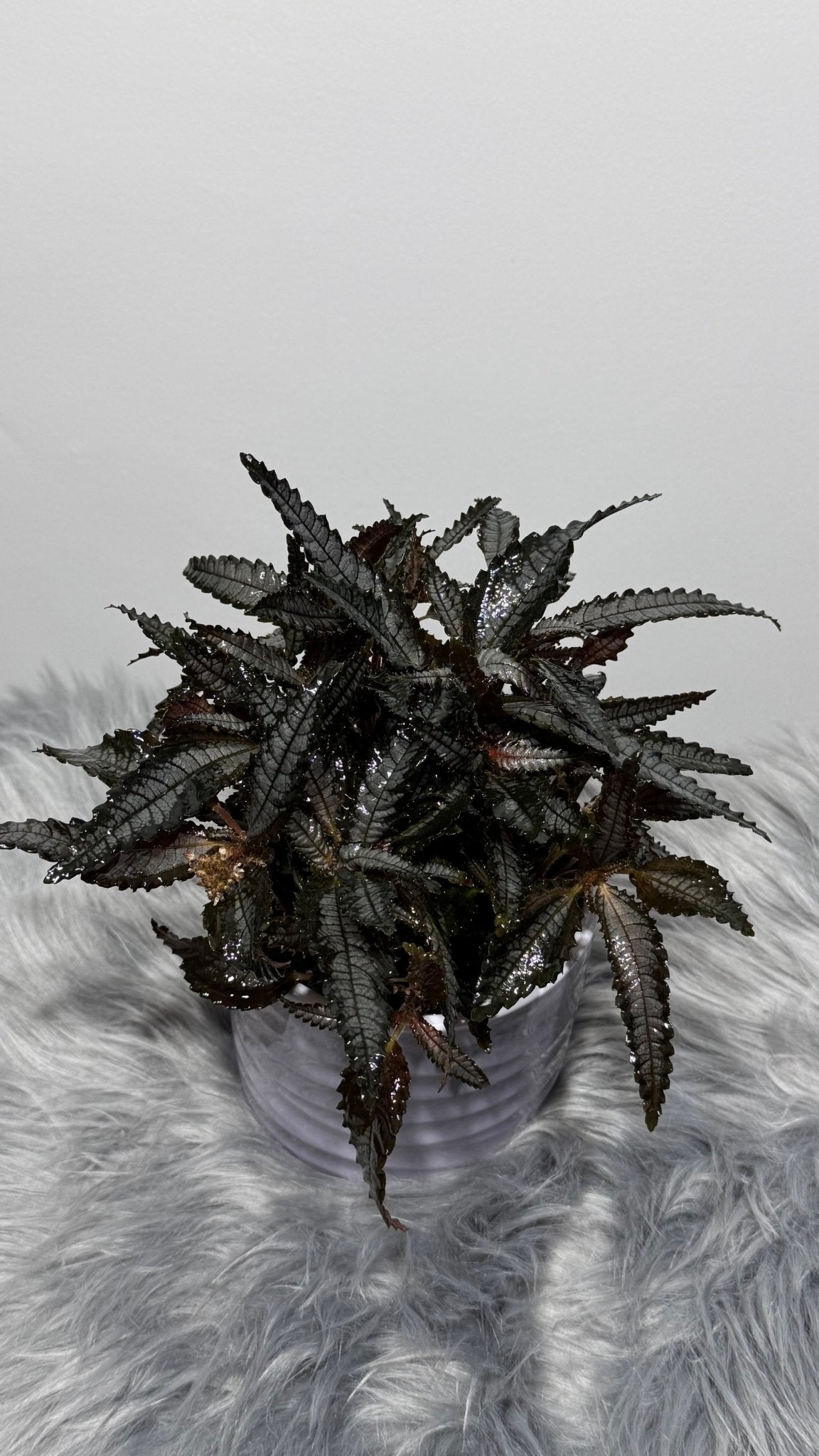 Pilea Hitchcockii - www.augi-plants.lv