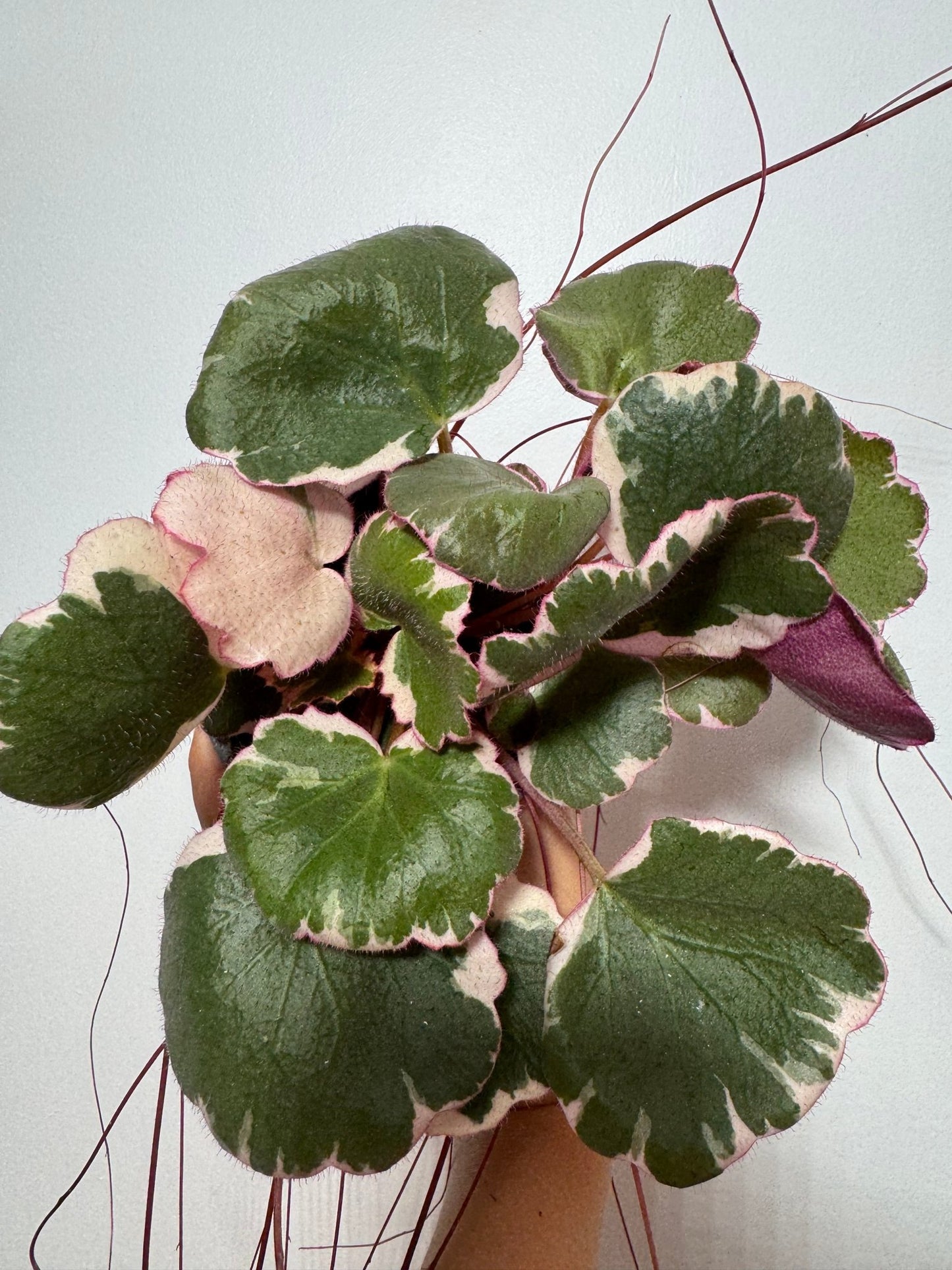 Saxifraga Tricolor - www.augi-plants.lv