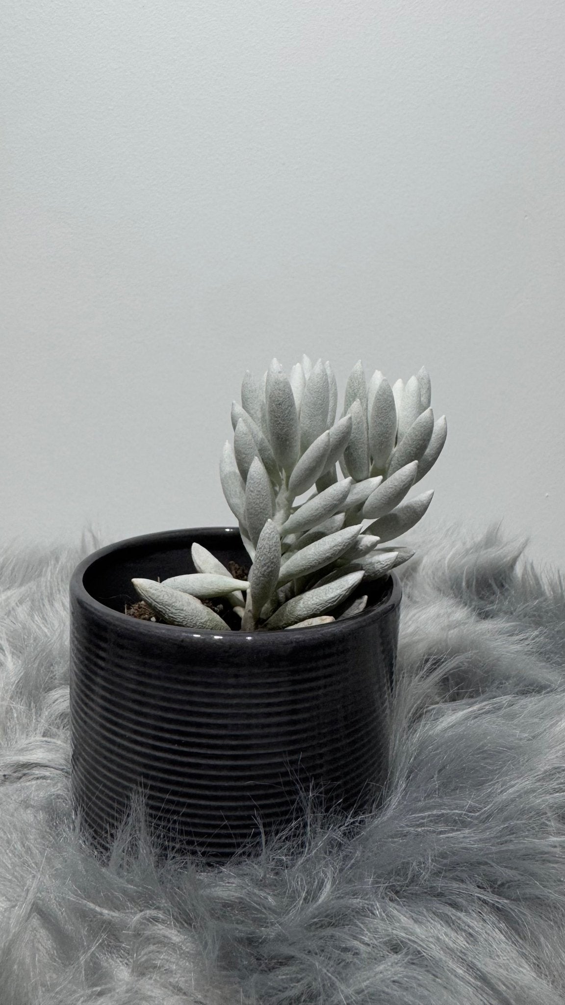 Senecio Haworthii - www.augi-plants.lv