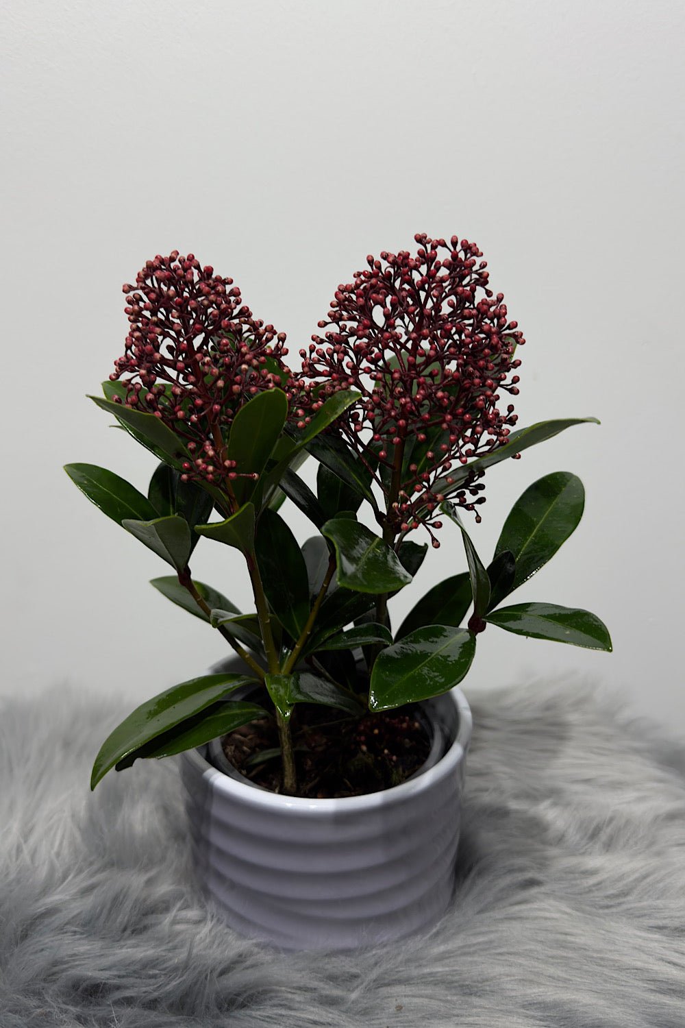 Skimmia Rubella SMARŽO! - www.augi-plants.lv