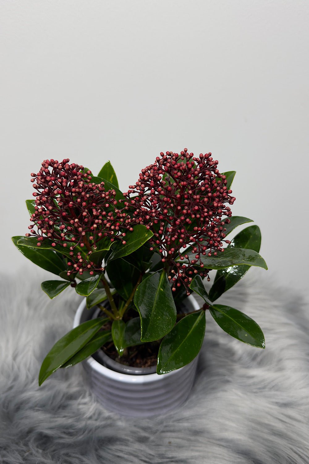 Skimmia Rubella SMARŽO! - www.augi-plants.lv