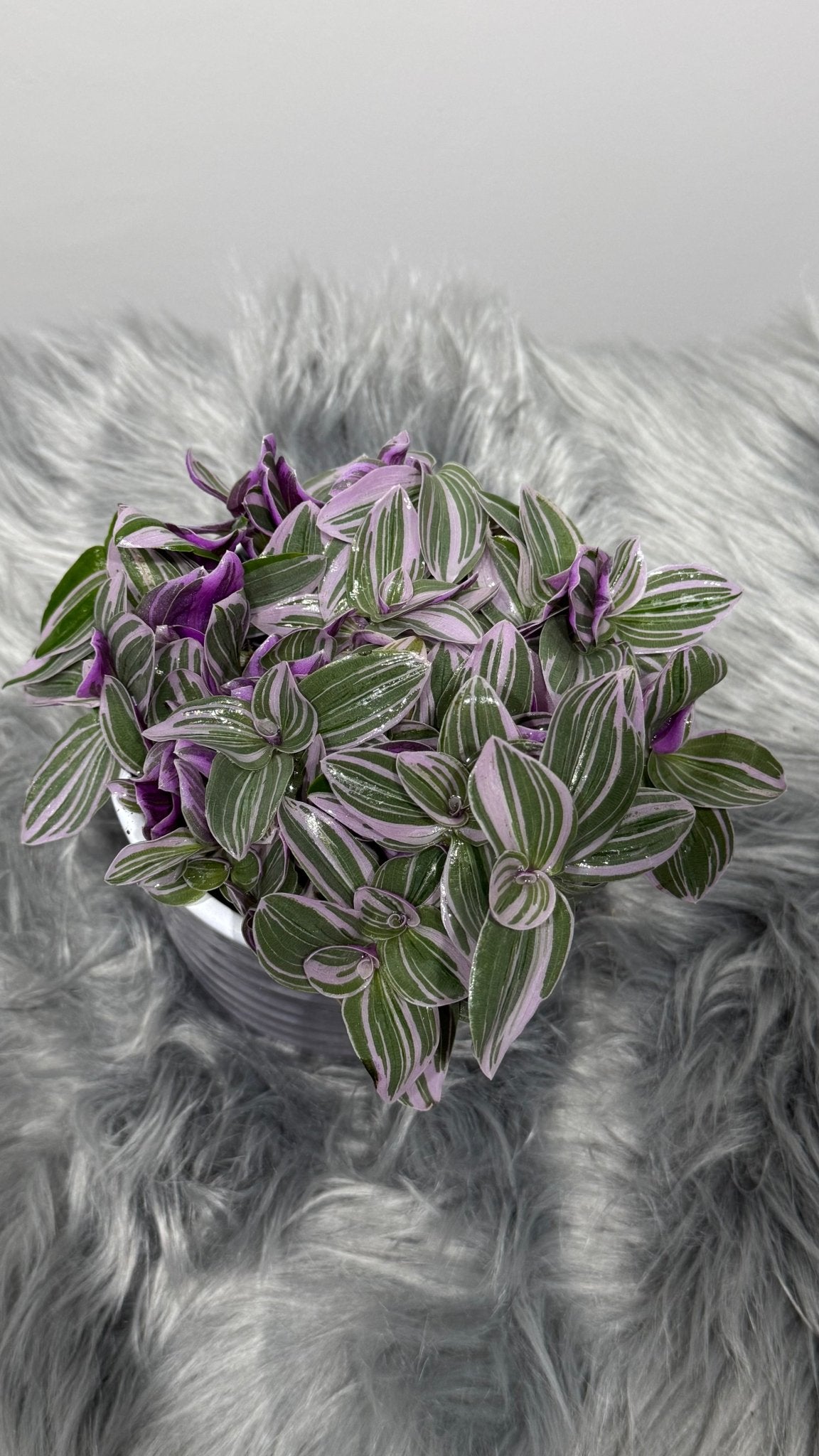 Tradescantia Sweetness - www.augi-plants.lv