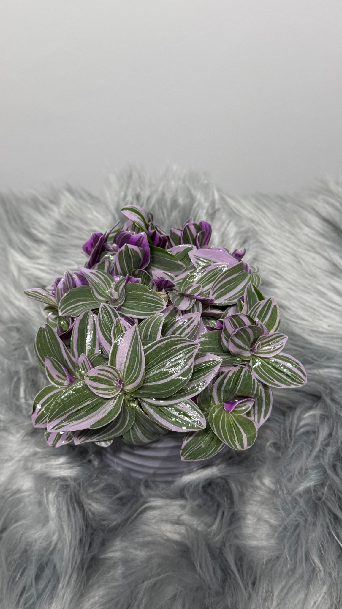 Tradescantia Sweetness - www.augi-plants.lv