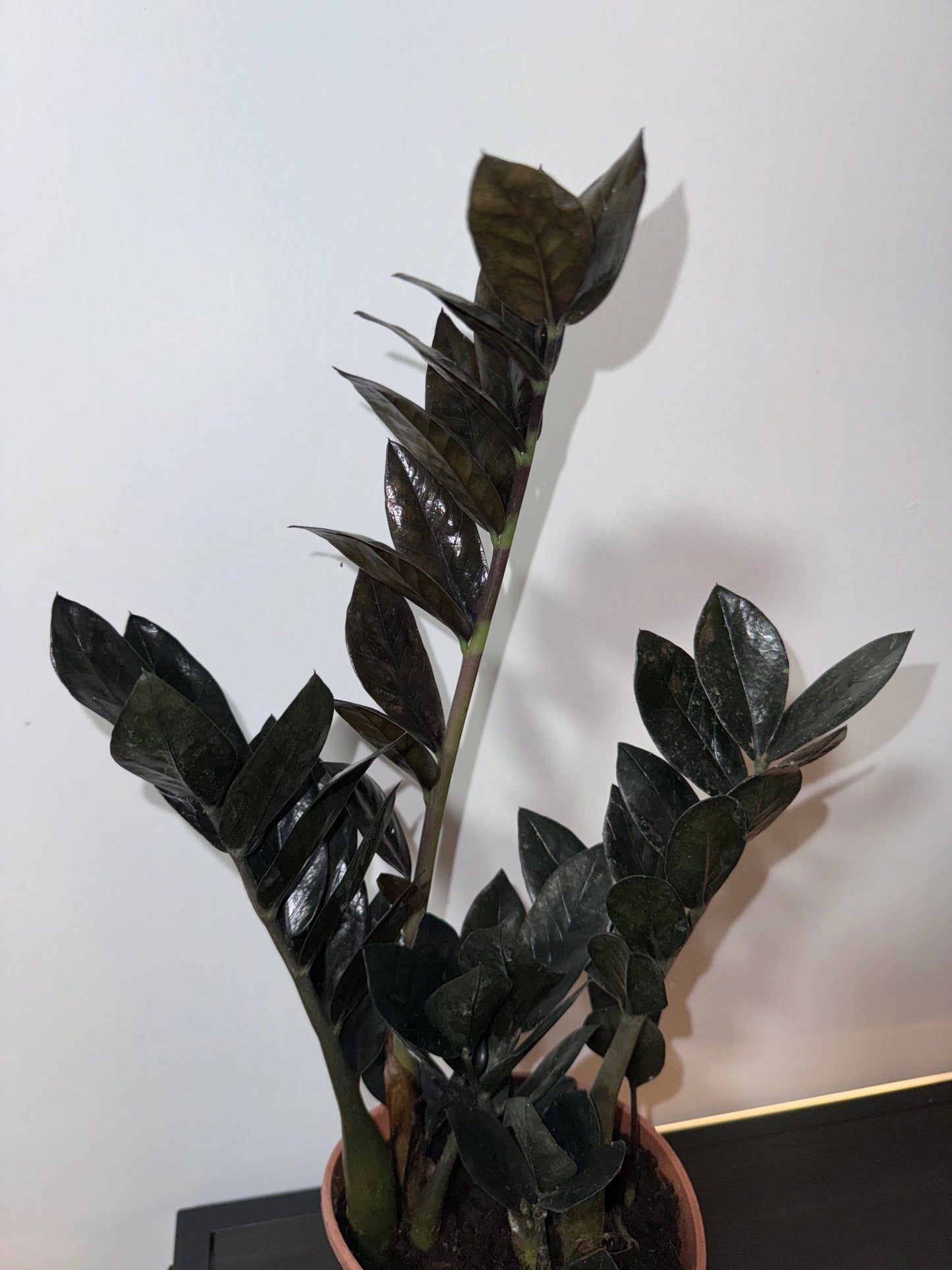 Zamioculcas Raven - www.augi-plants.lv