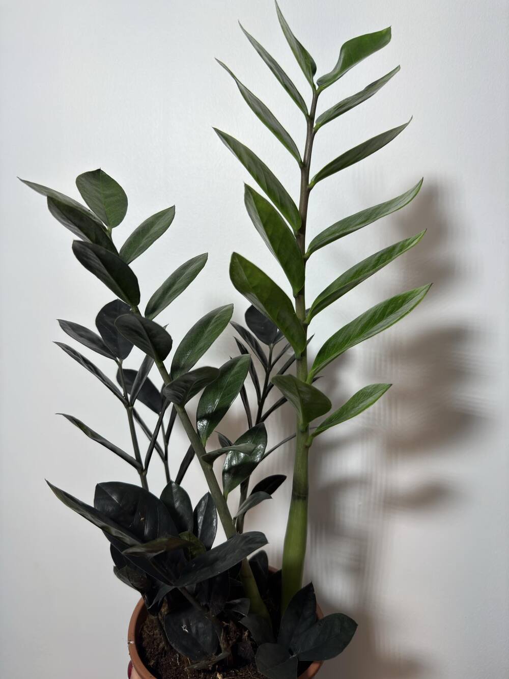 Zamioculcas Raven - www.augi-plants.lv