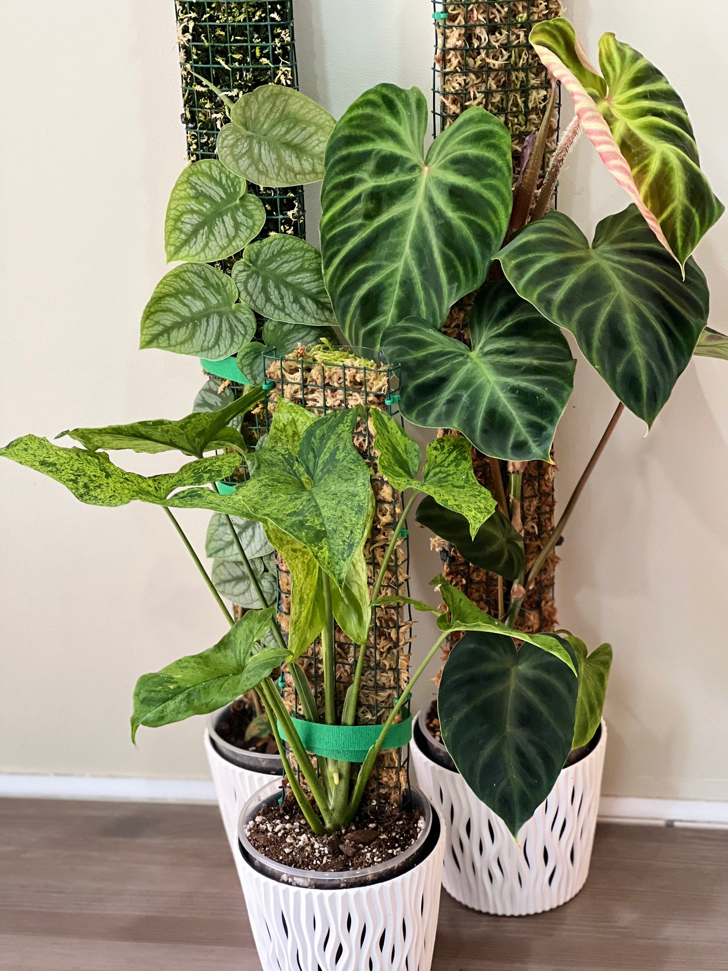 Sfagnu sūnu stabi - www.augi-plants.lv