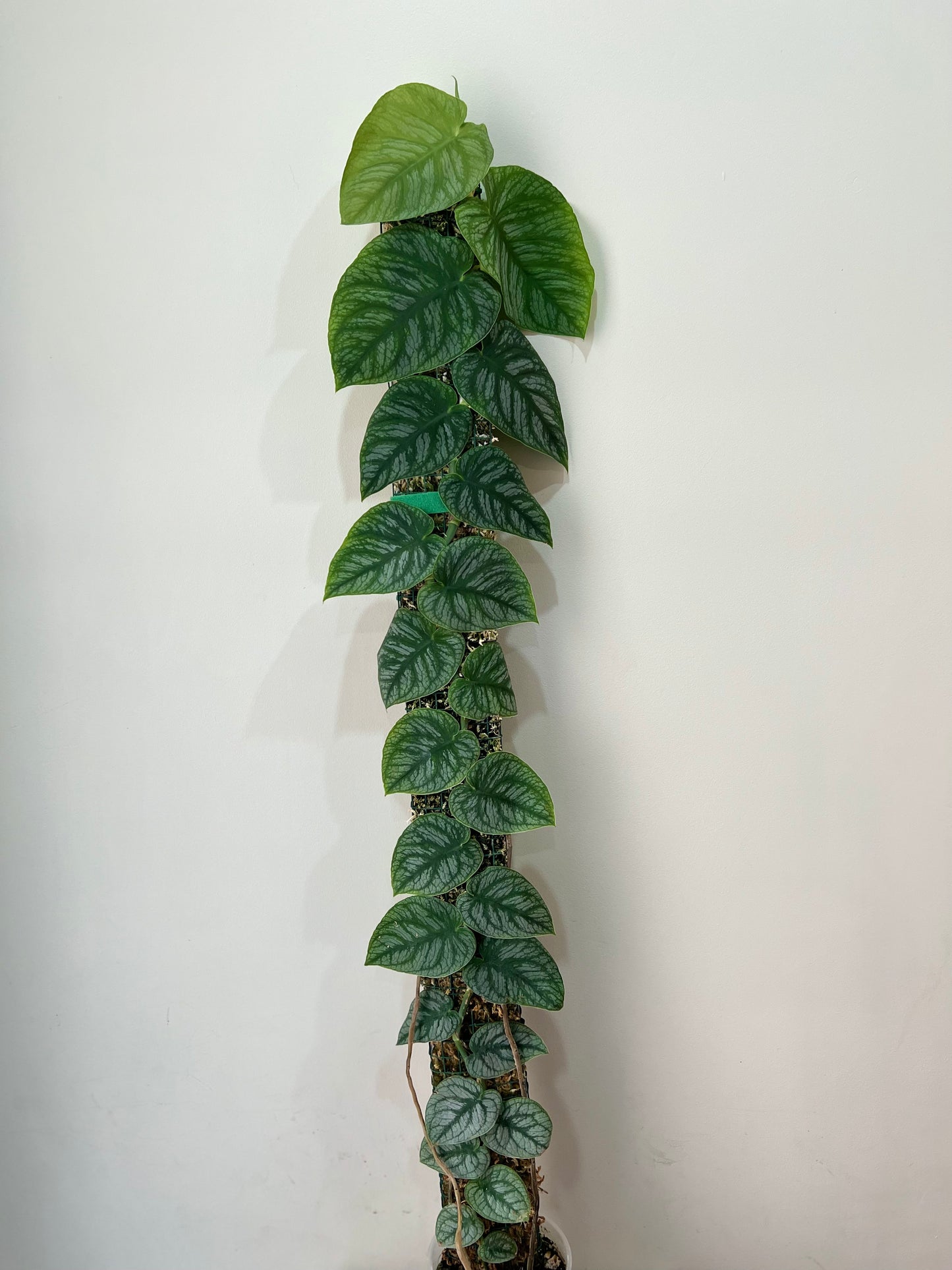 Sfagnu sūnu stabi - www.augi-plants.lv