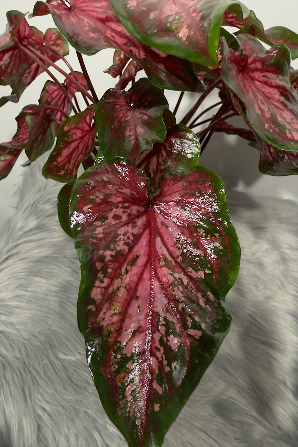 Caladium 6