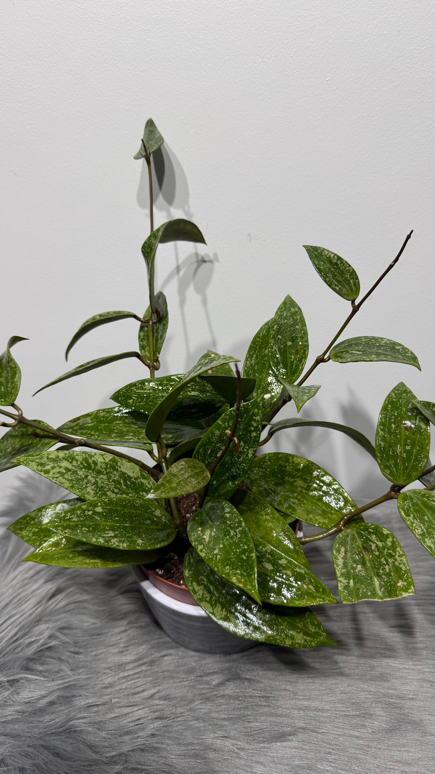Hoya Rangsan