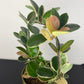 Hoya Australis Blondie
